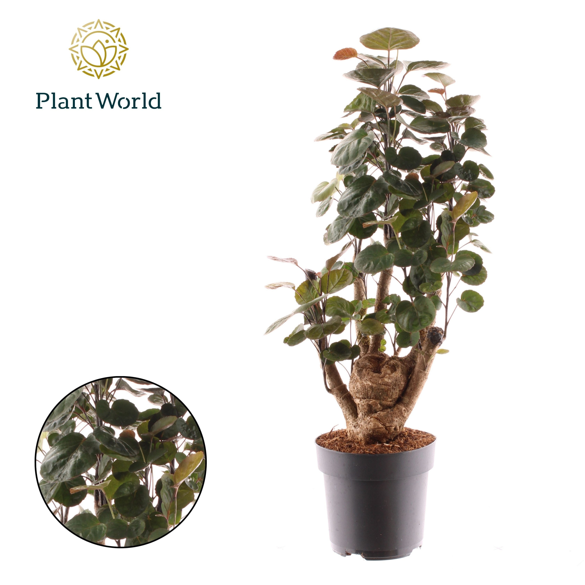 Polyscias Fabian vertakt, D 17 cm