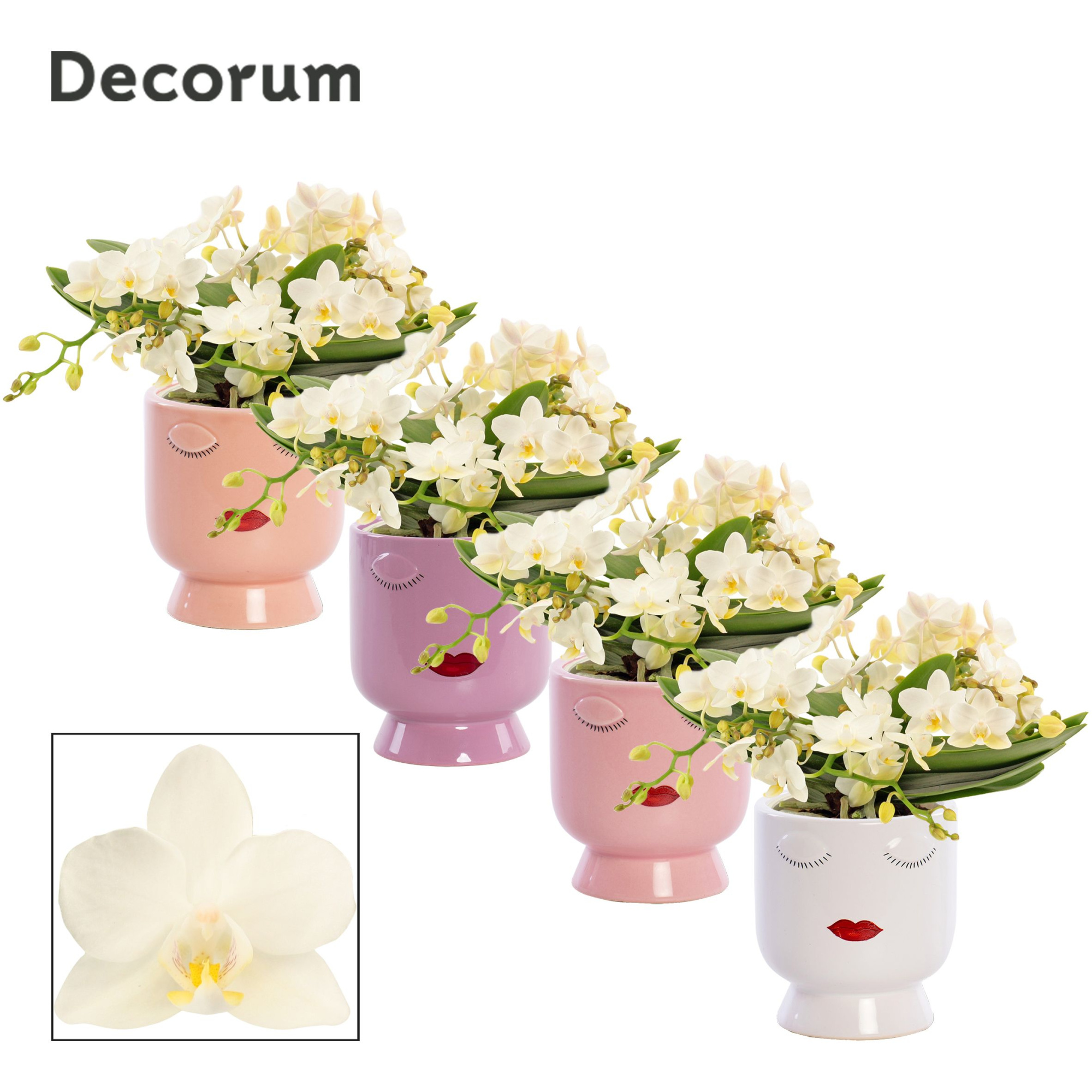 Phalaenopsis table Whitney 4+ tak in Dua Lipa (Party love-collce, D 12