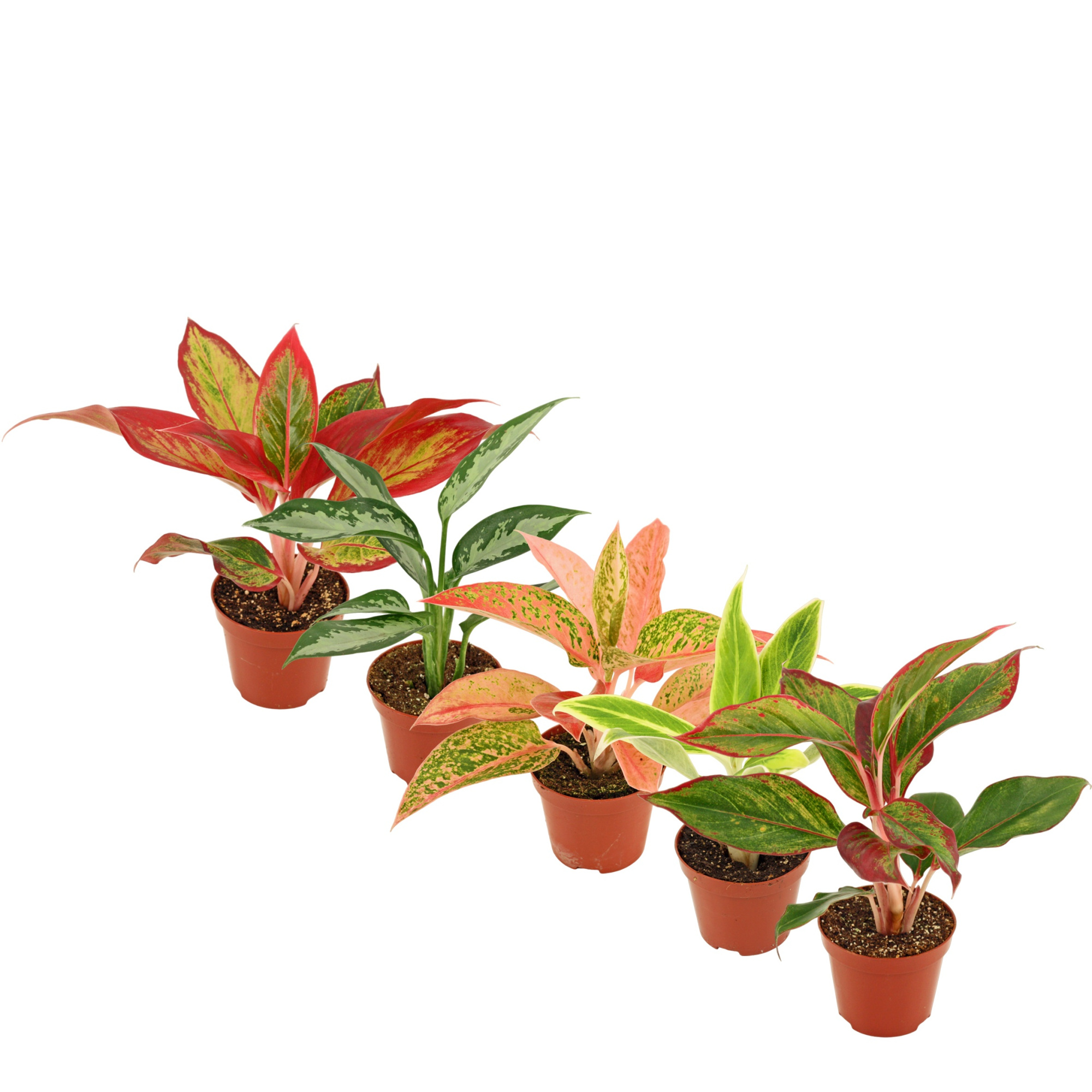 Aglaonema mix 9 cm, D 9 cm