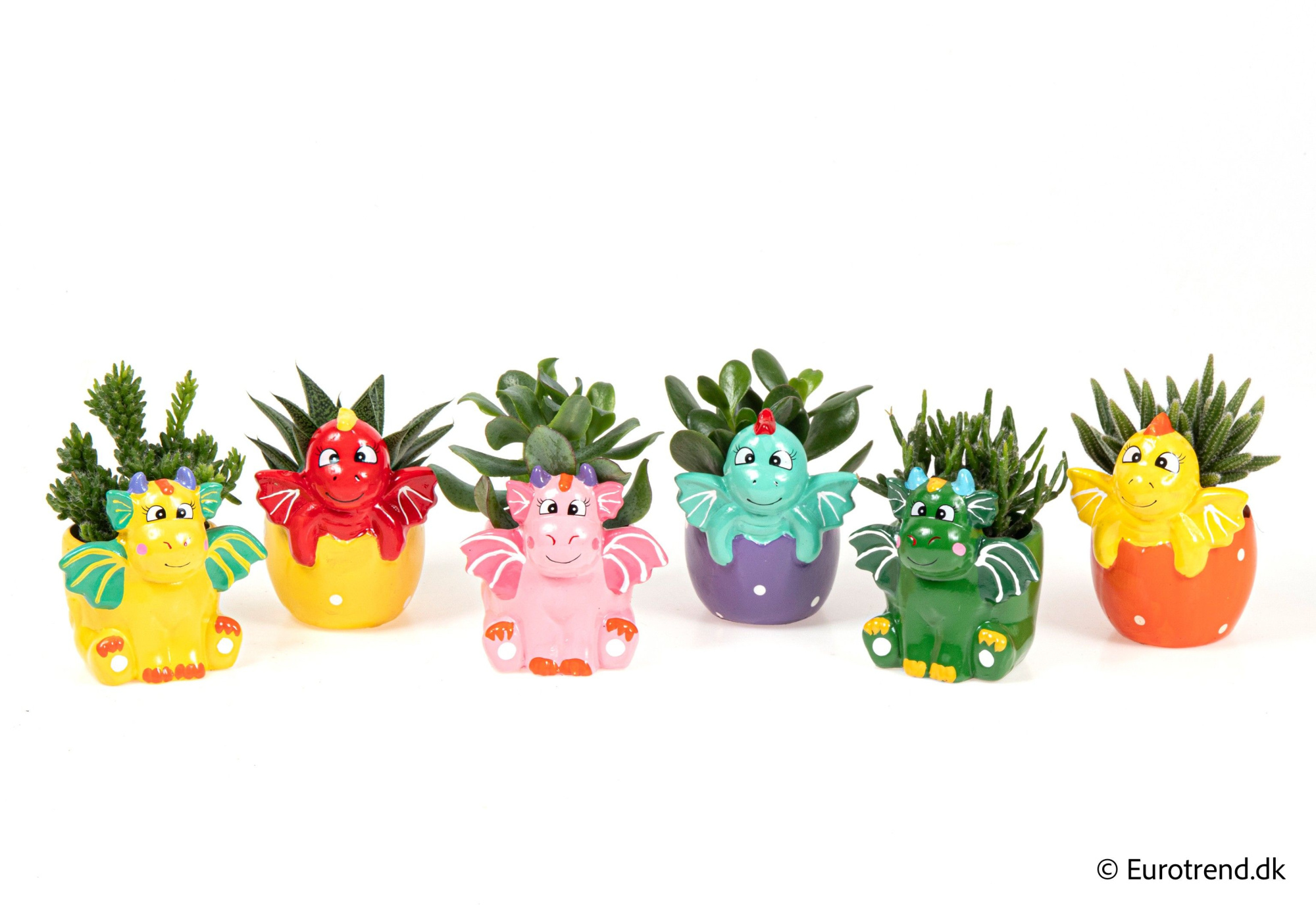 Succulent mix in baby dragon ceramic - Spring, Summer & Autumn 2025, D 6 cm