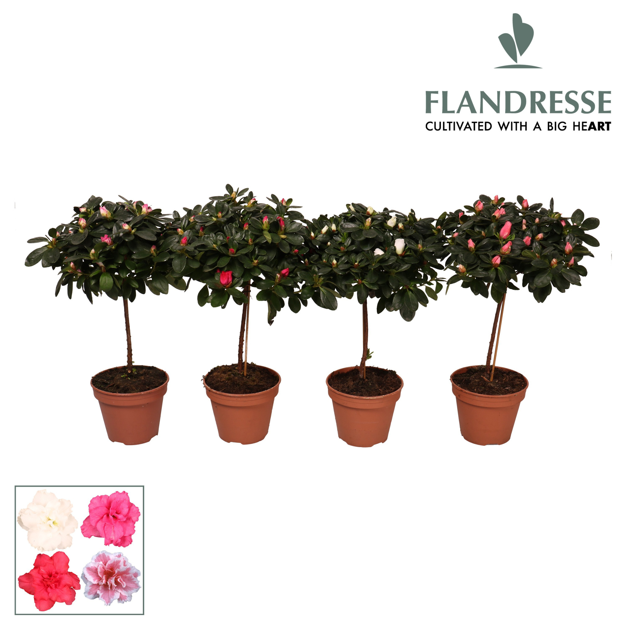 Azalea Flandresse® stam 'gemengd' 20 - 22 cm, D 13