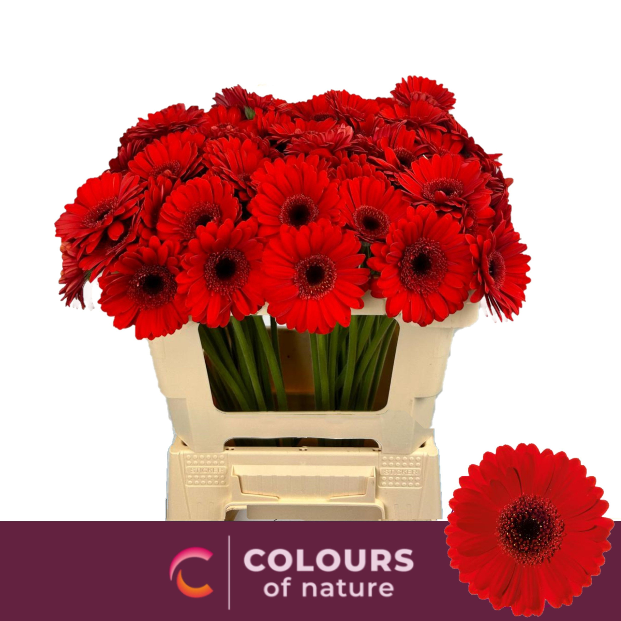 Гермини Сури, шт.