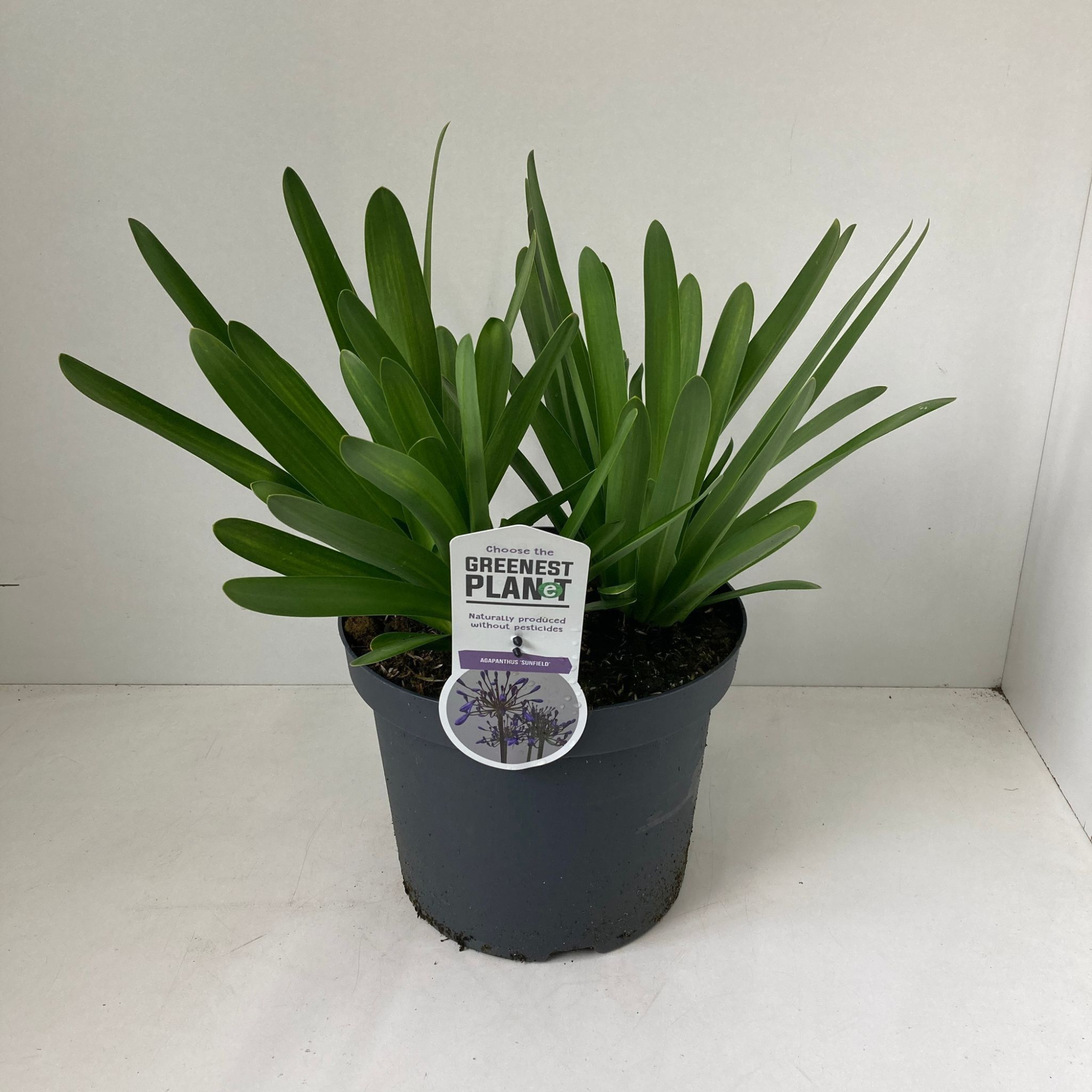 Agapanthus 'Sunfield', D 26 cm