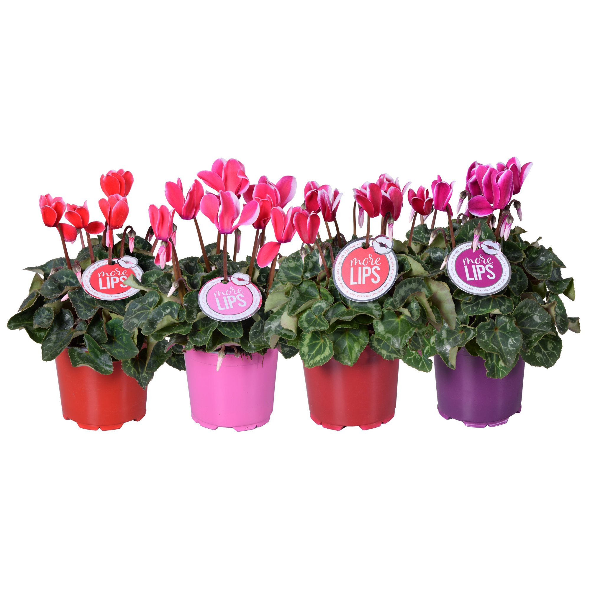 MoreLIPS® Cyclamen Fuji mix, D 12 cm