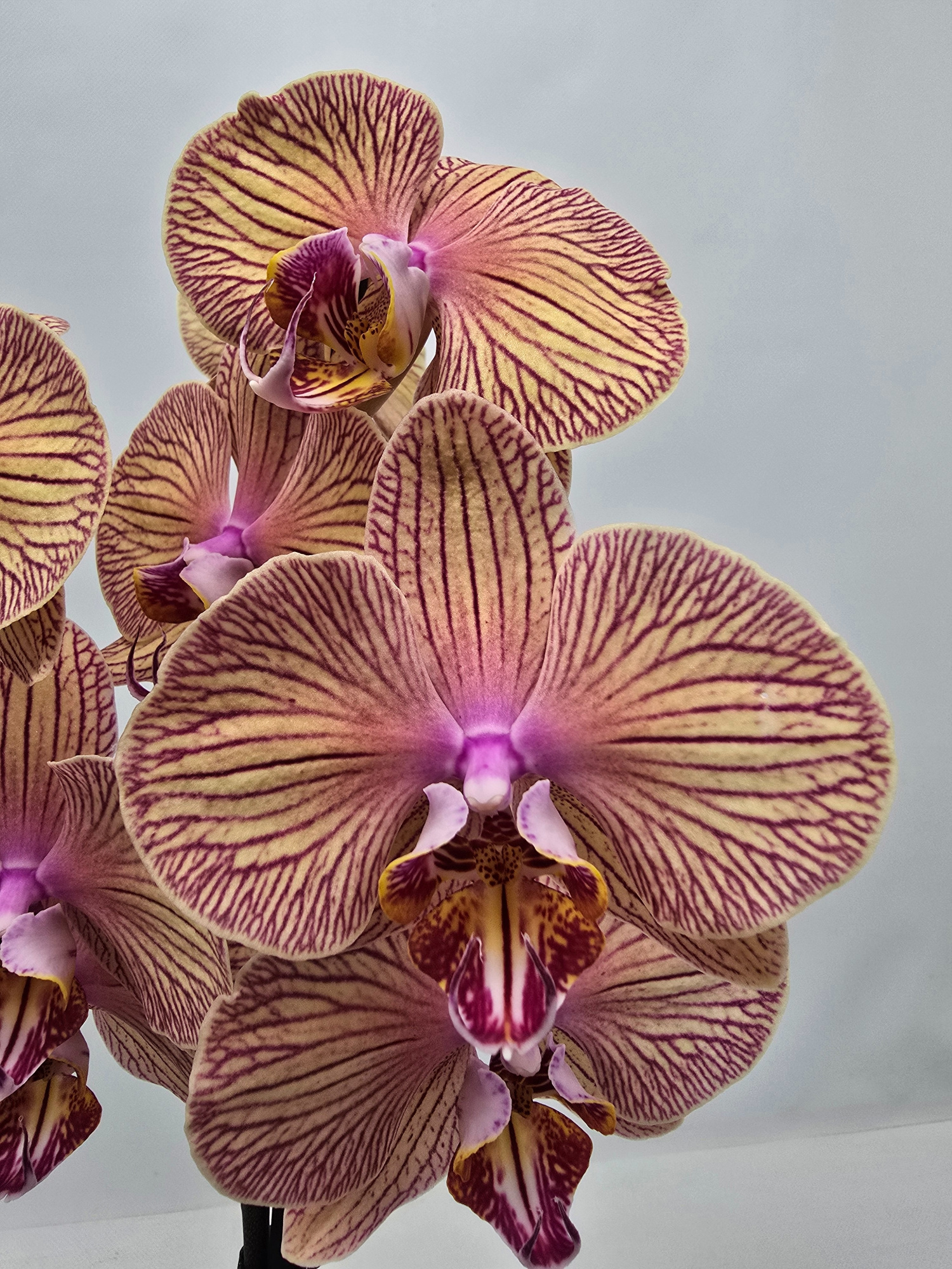 Limited 22 week 5, D 12