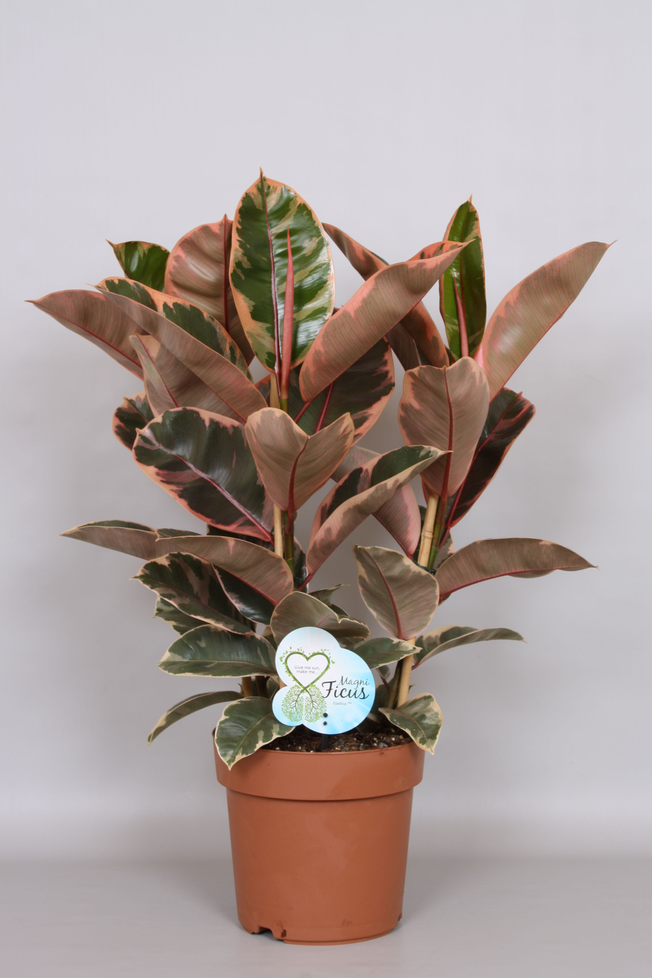 Ficus Belize Toef - Green4life, D 24 cm