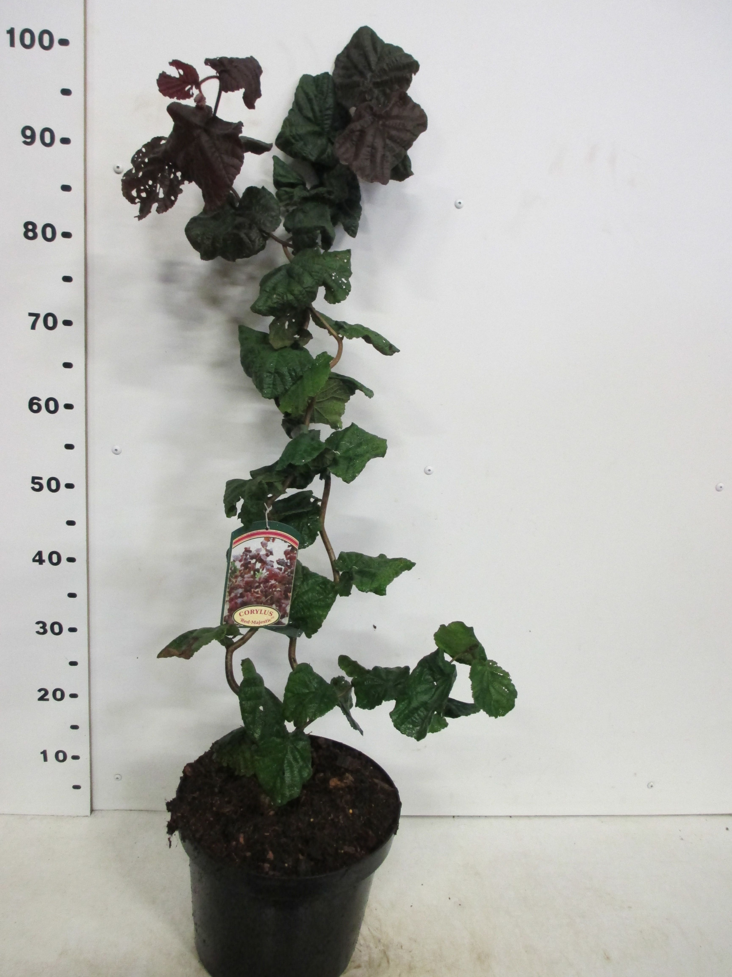 Corylus a. Red Majestic 60-80 cm P28, D 28 cm