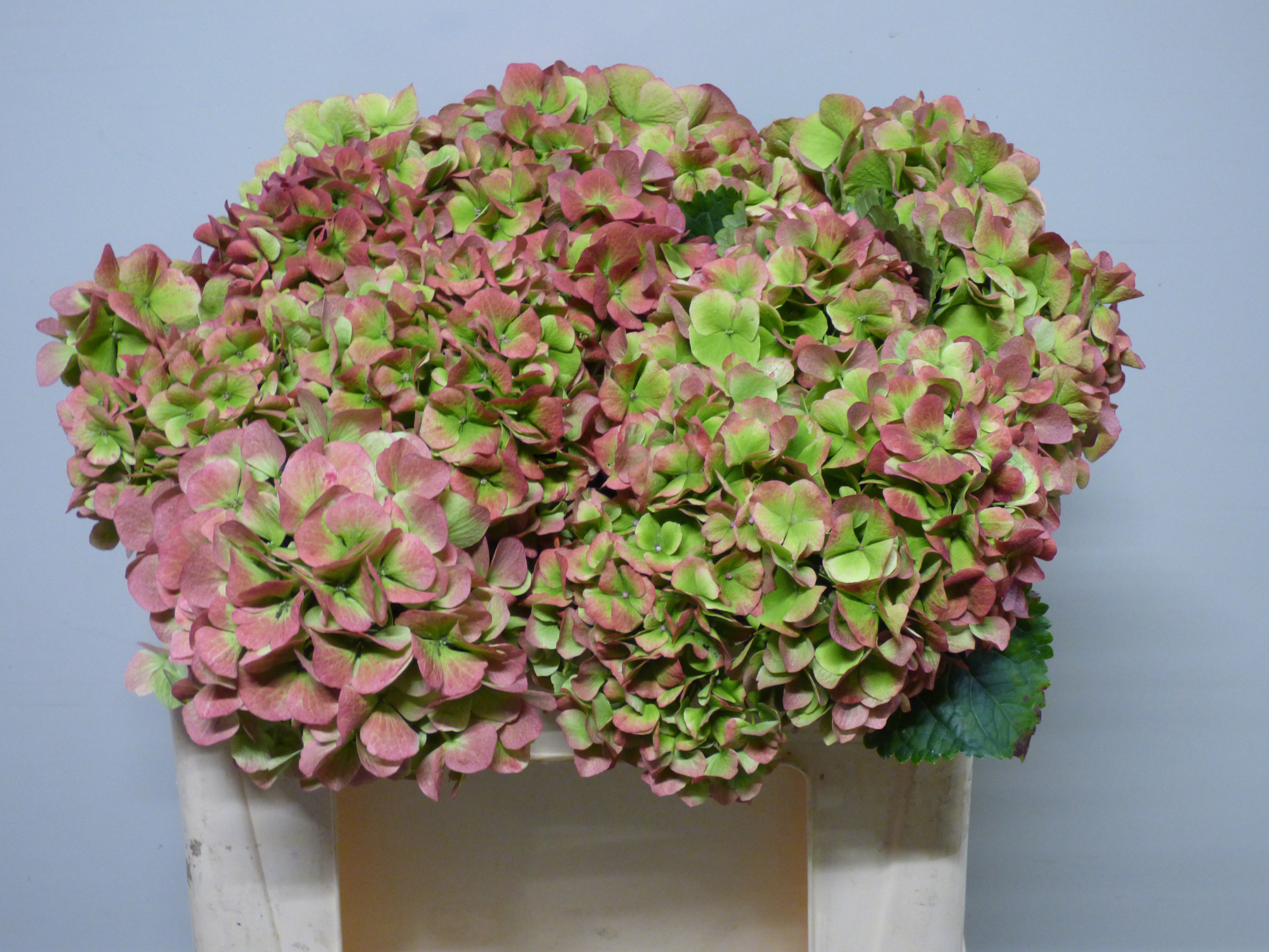 Гортензия Верена Классик 50, шт.