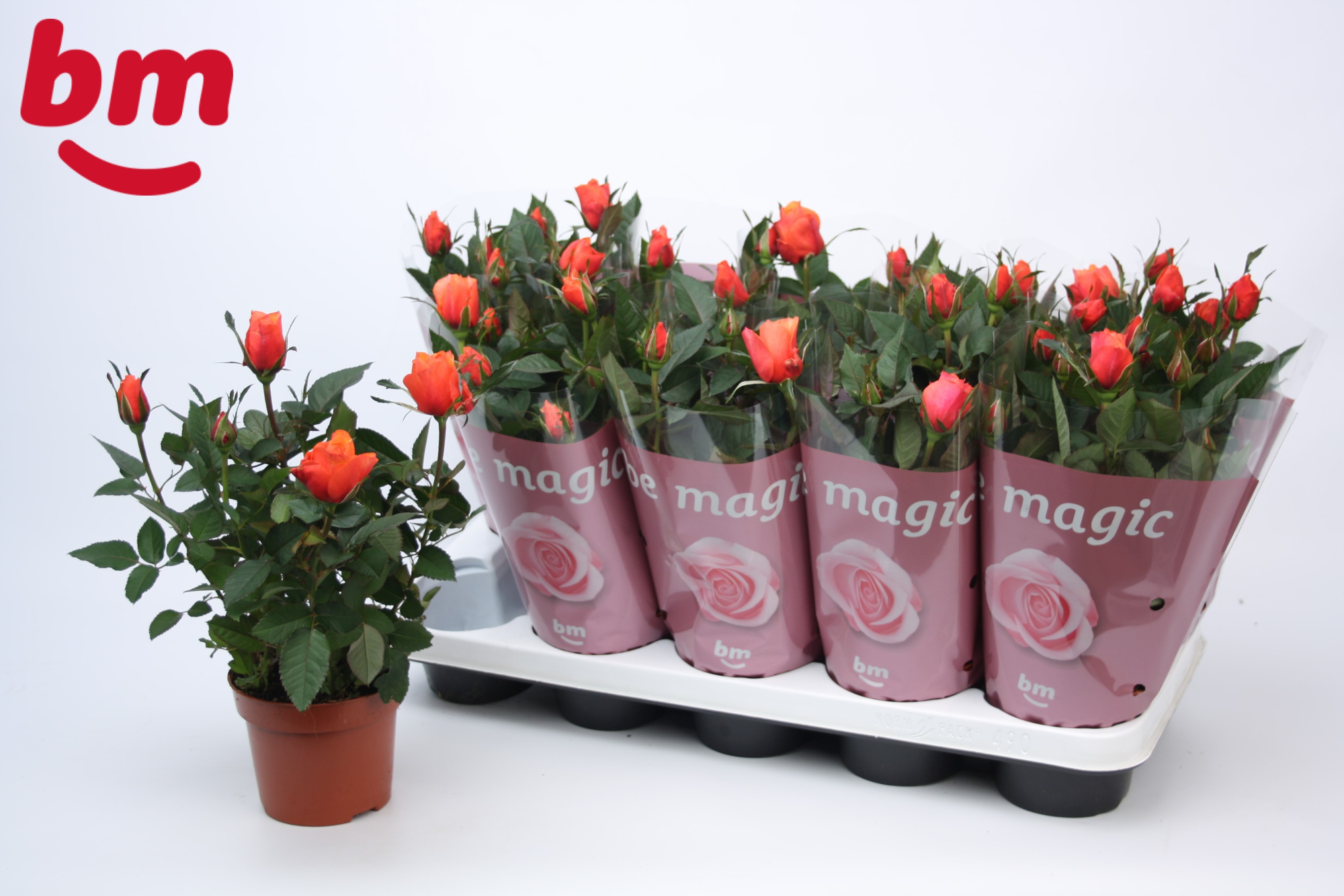 Rosa Orange Beau Monde (12 cm), D 12 cm