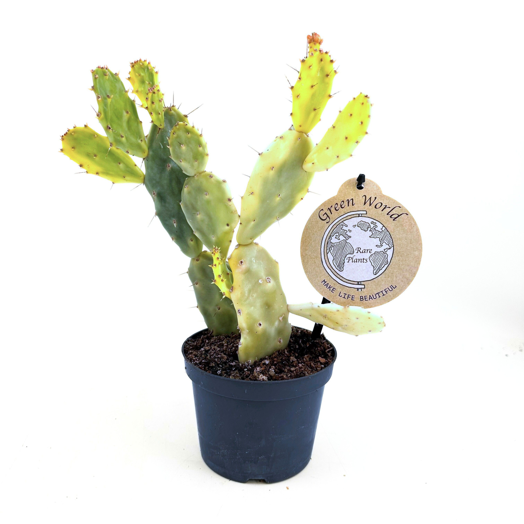 Opuntia "Crazy White", D 12 cm