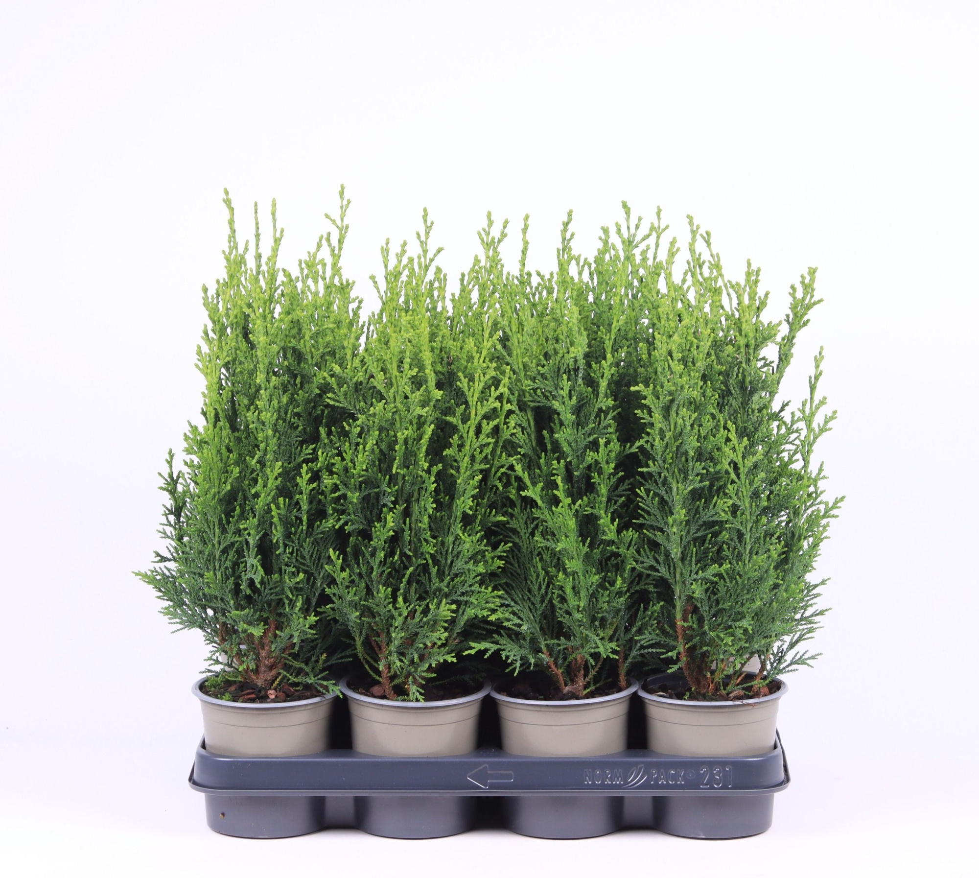 Chamaecyparis lawsoniana 'Robusta', D 11