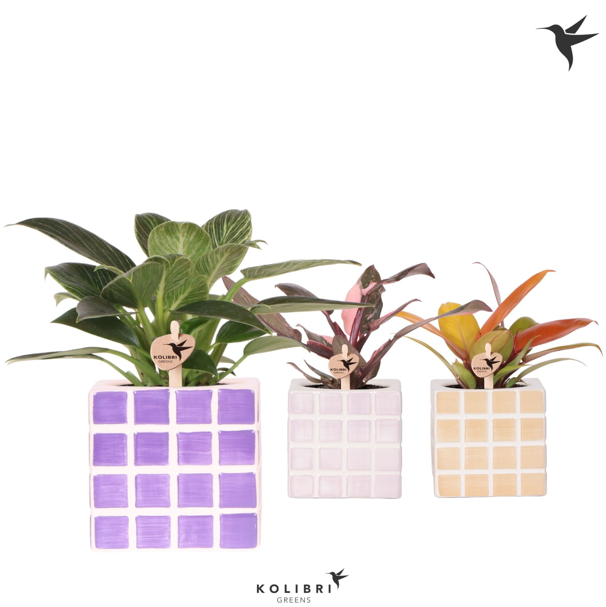 Kolibri Greens Philodendron mix in Mosa pot pink mix, D 9 cm