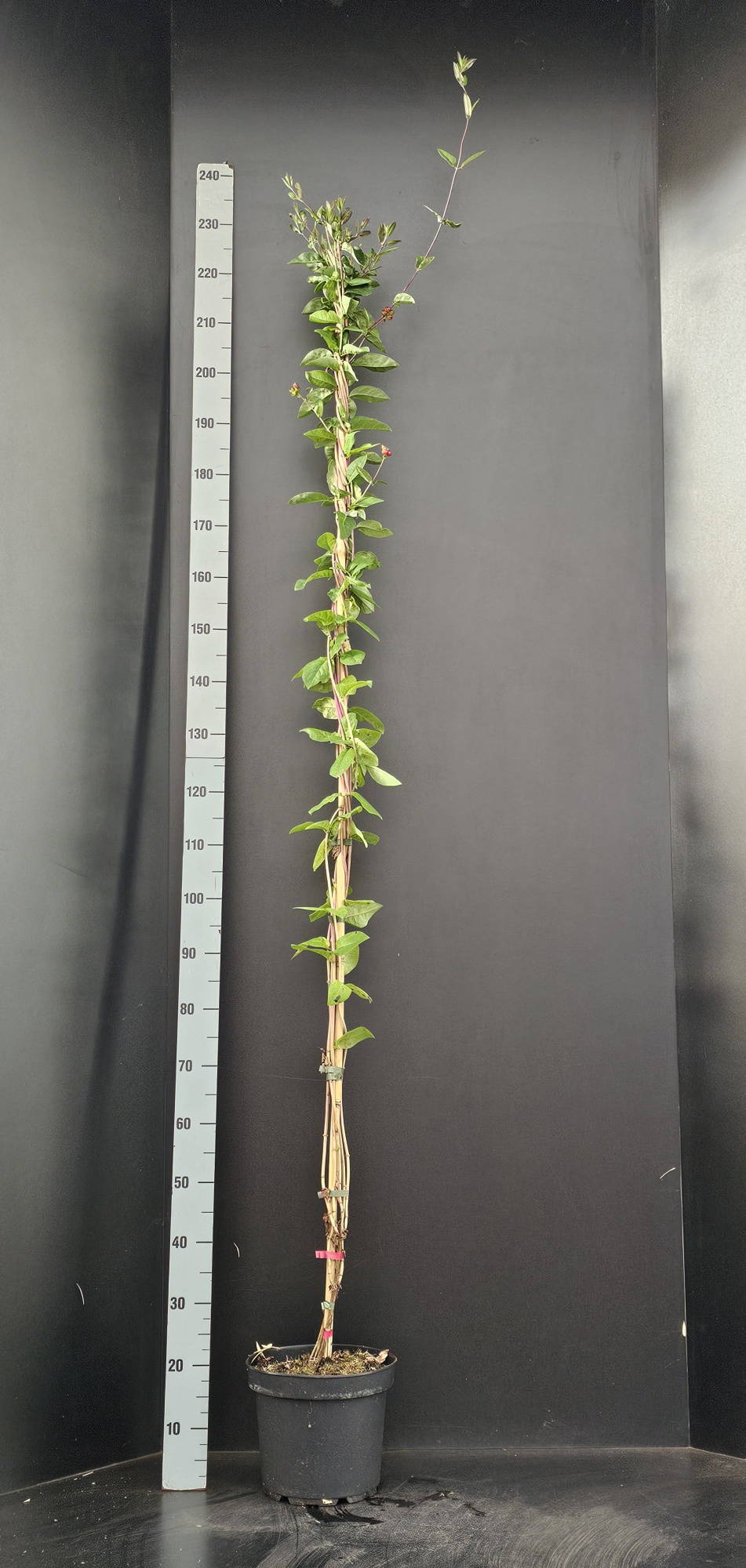 Lonicera periclymenum Serotina, D 26 cm