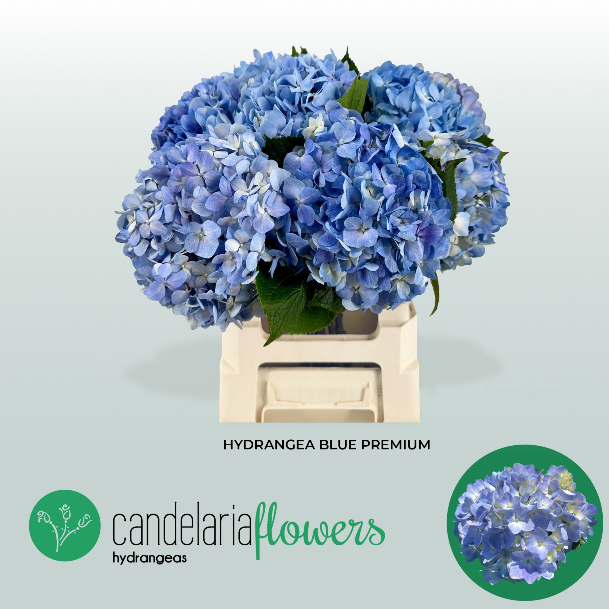 Гортензия Овериг 60, шт.