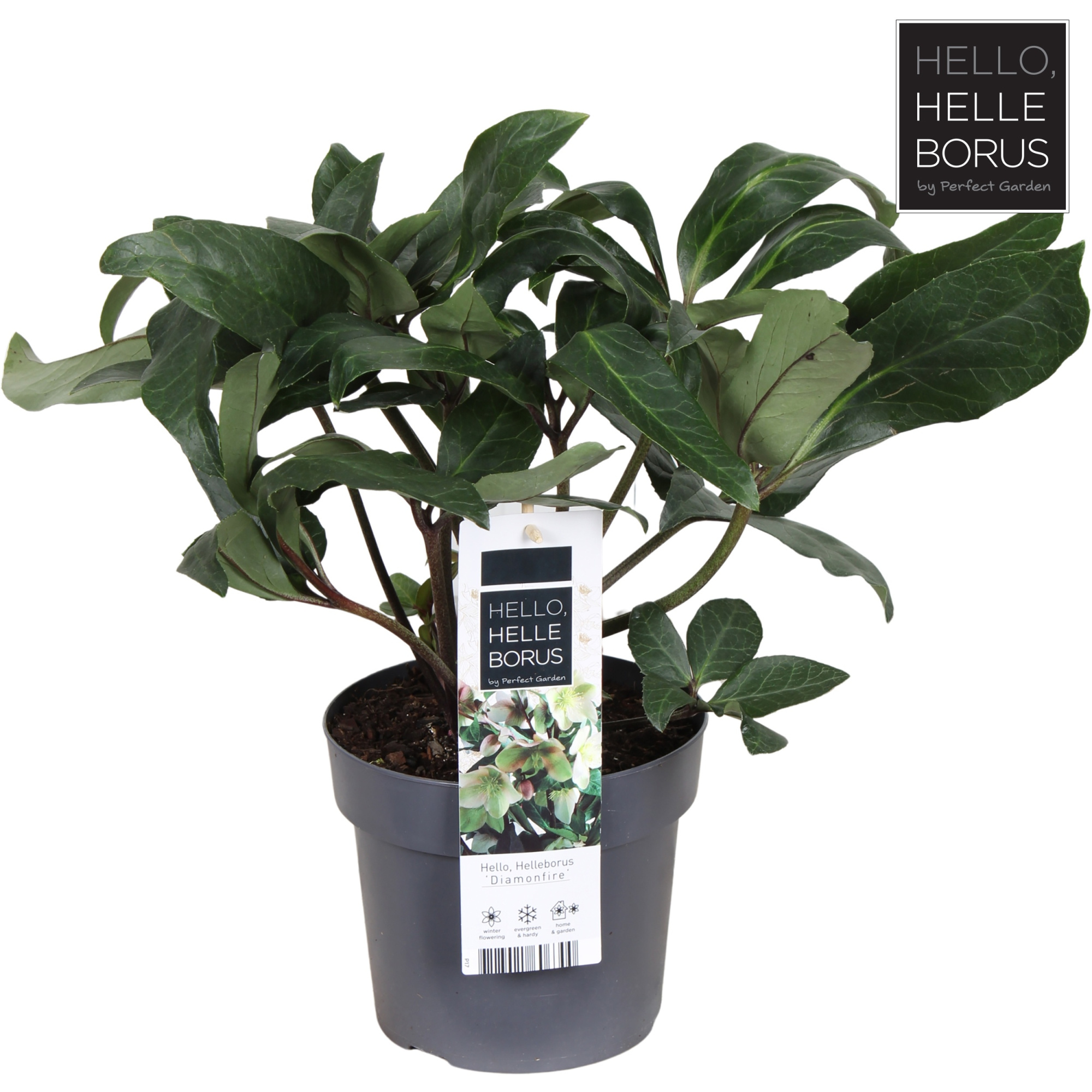 Helleborus 'Diamonfire' P17, D 17 cm