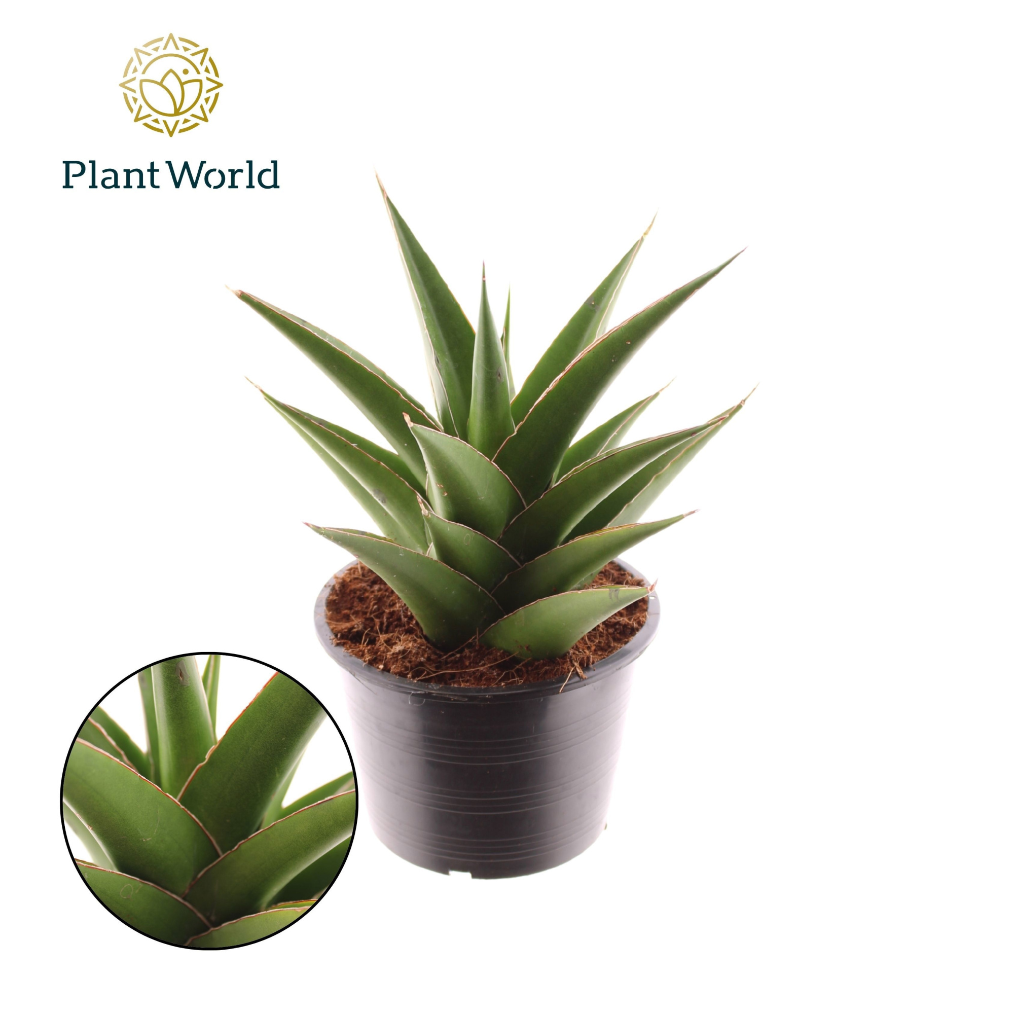 Sansevieria Samurai Compacta, D 14