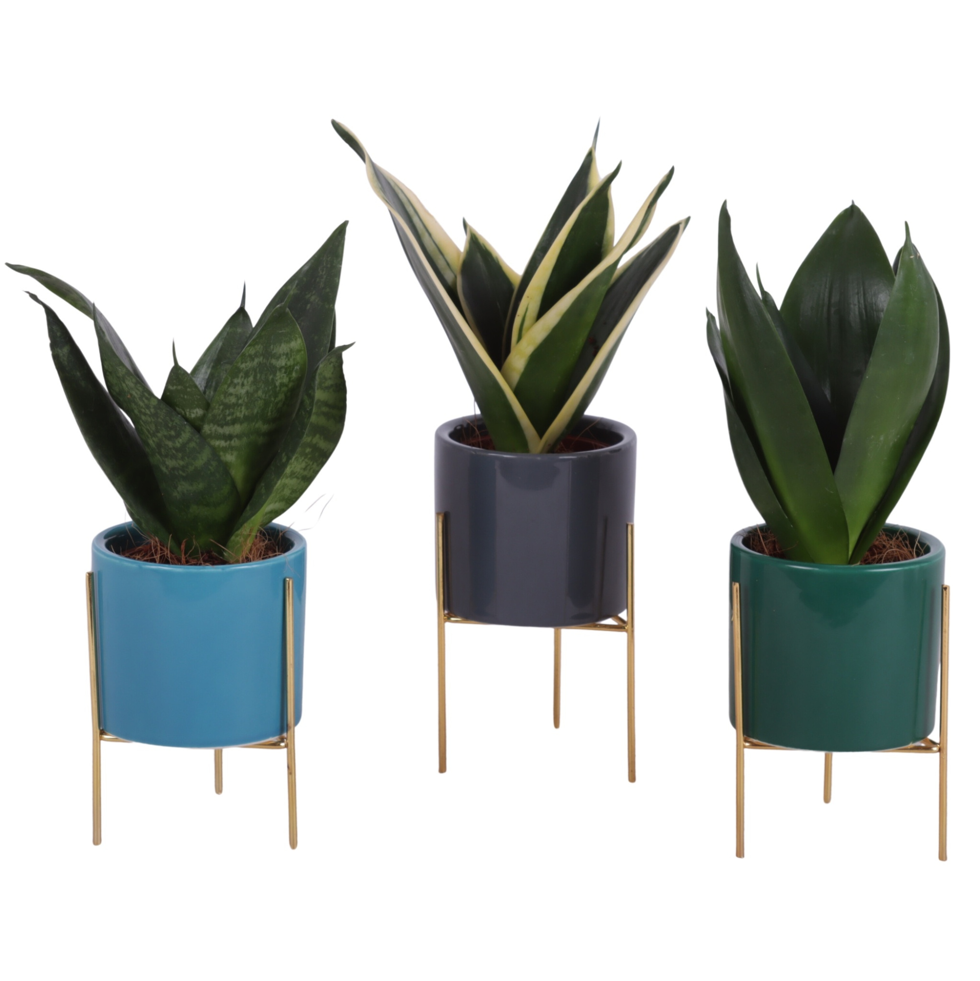 Sansevieria trif. Mix pot Ø06cm Ceramic Pot On Gold Frame Ø08cm, D 8 cm
