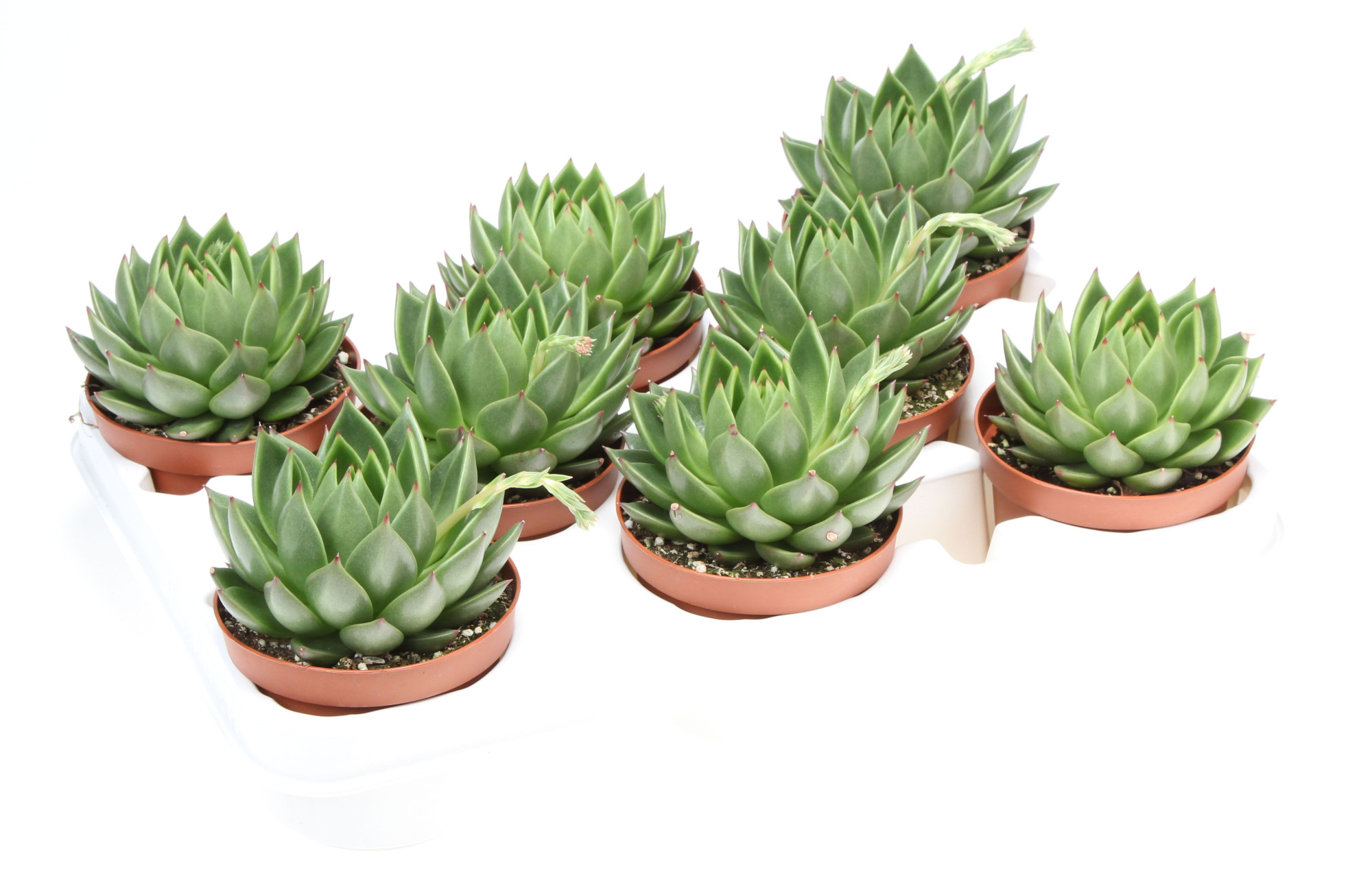 Echeveria shira, D 10,5