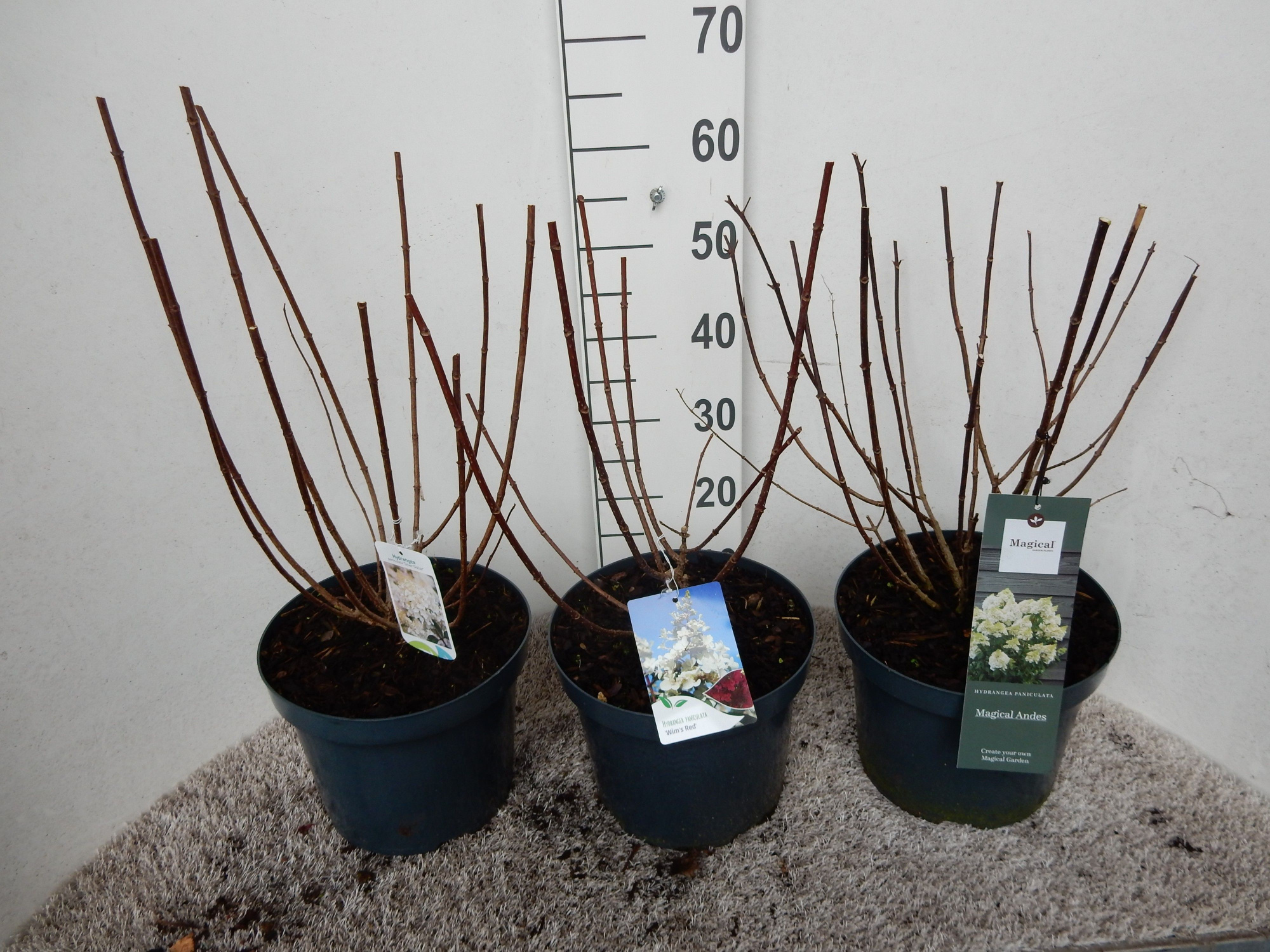 Hydrangea paniculata in cultivars 30 cm P26, D 26 cm