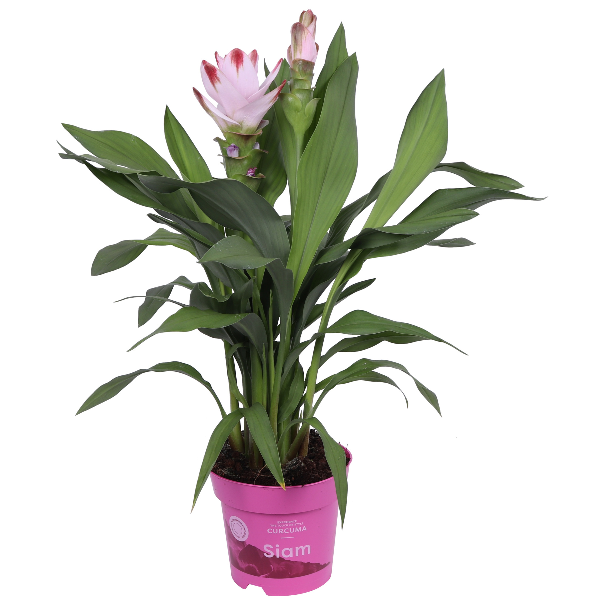 Curcuma Siam Salsa 14 cm 6+ bloem - op aanvraag, D 14