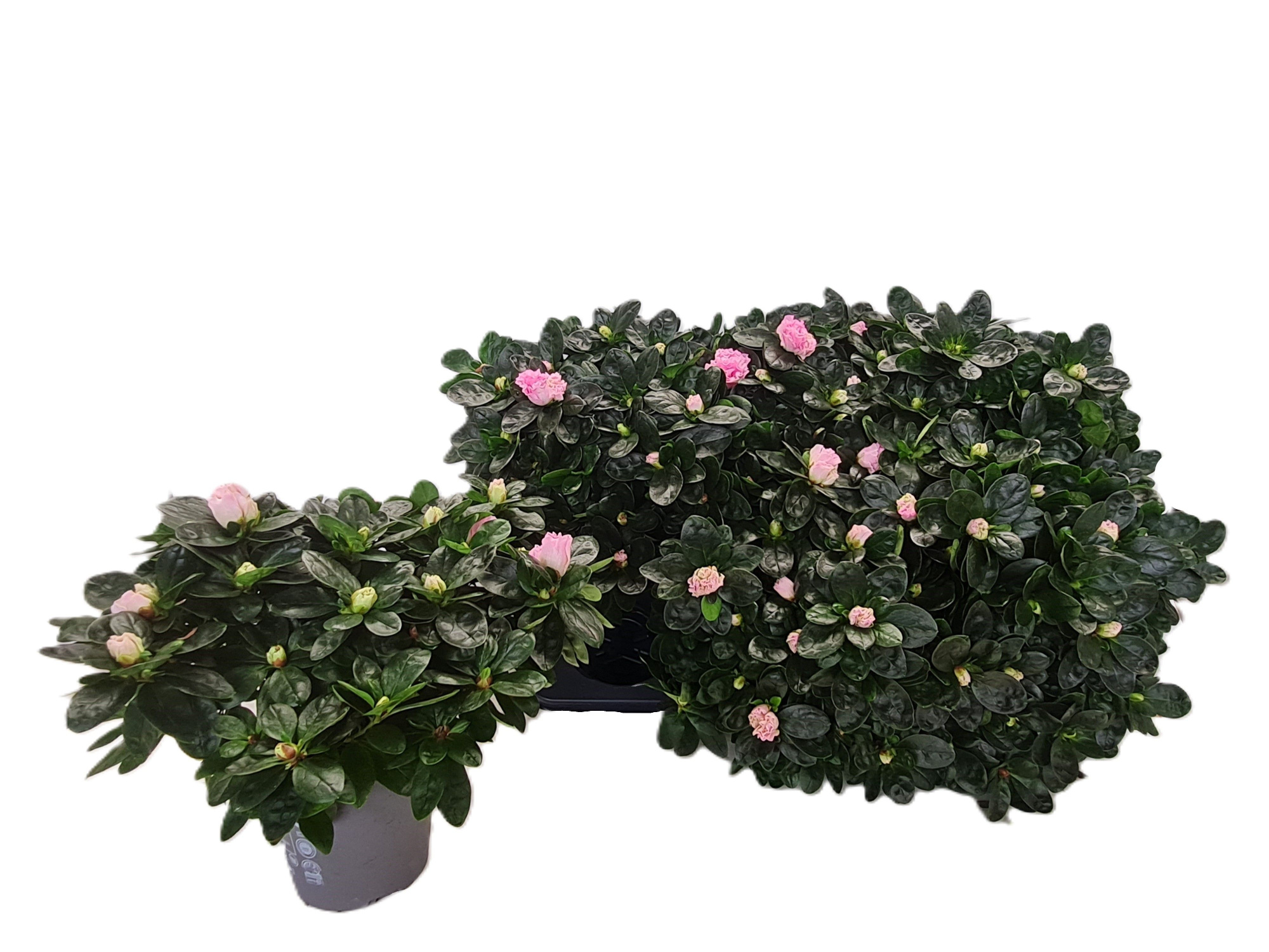 Gekoelde vogels Terra Nova, D 14