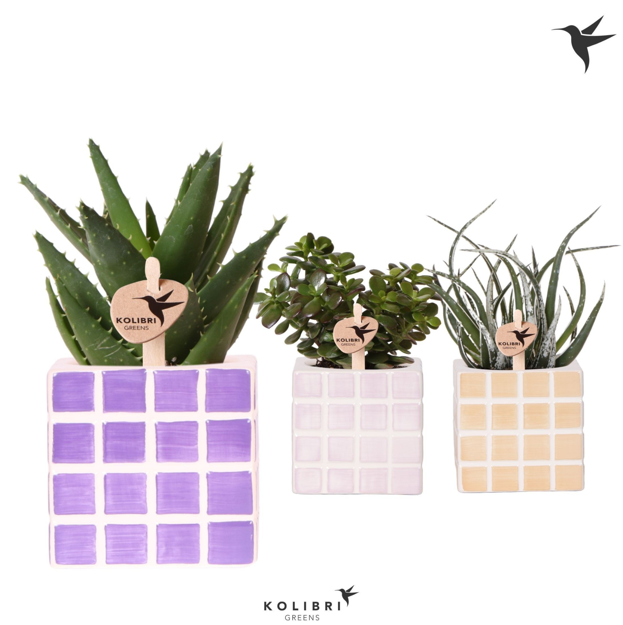 Kolibri Greens Succulenten mix in Mosa pot pink mix, D 9 cm