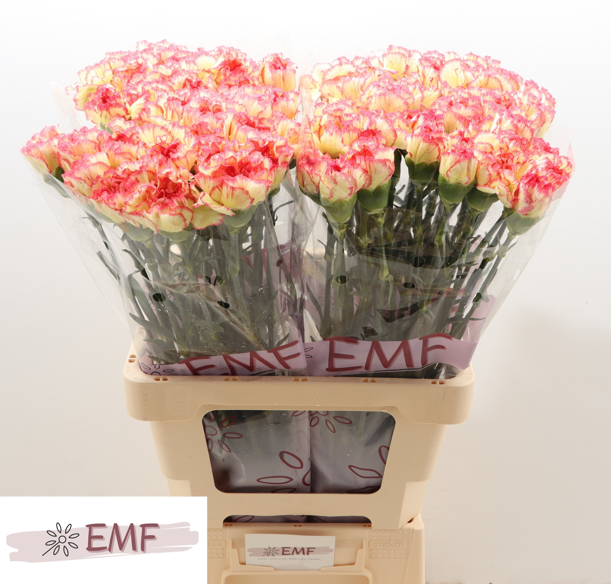 Диантус од. Лорка, шт.