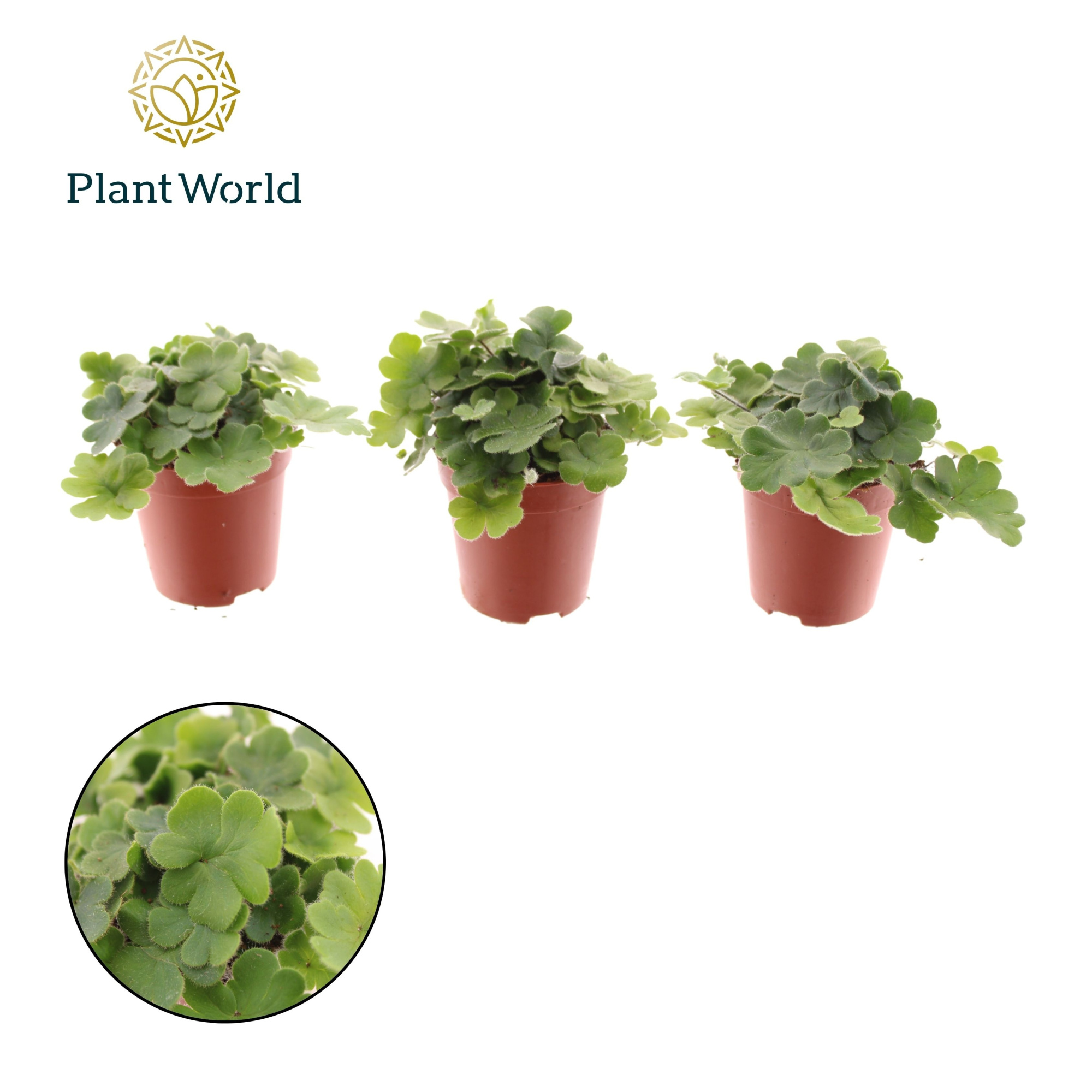 Tiny Doryopteris cordata, D 5,5 cm