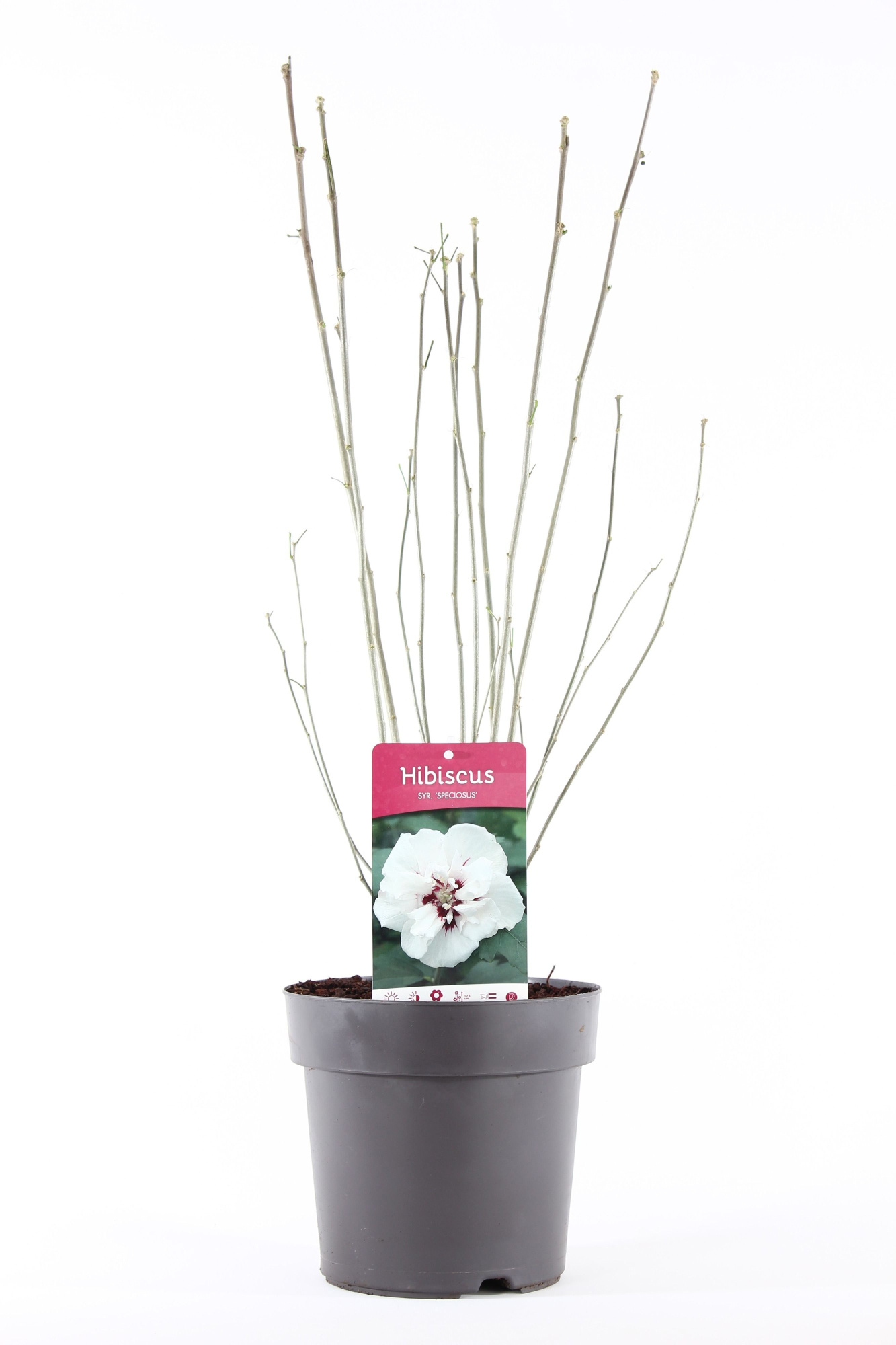 Hibiscus syr. 'Speciosus' P21/C4.6, D 21