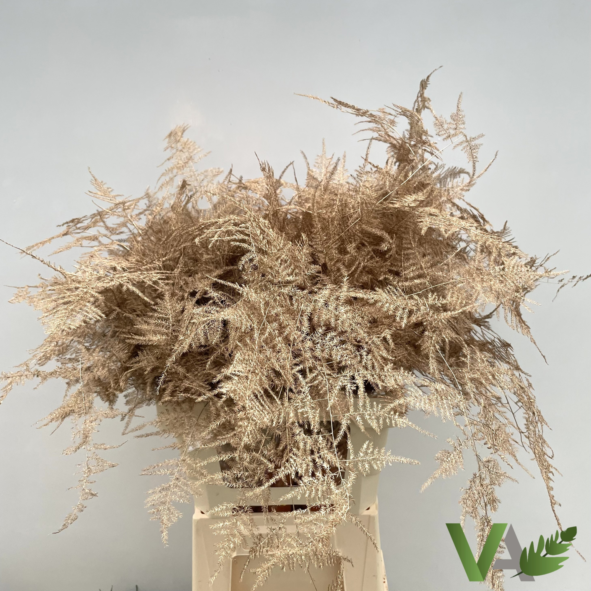 Аспарагус Овериг Крашеный (краш. ) 85, шт.