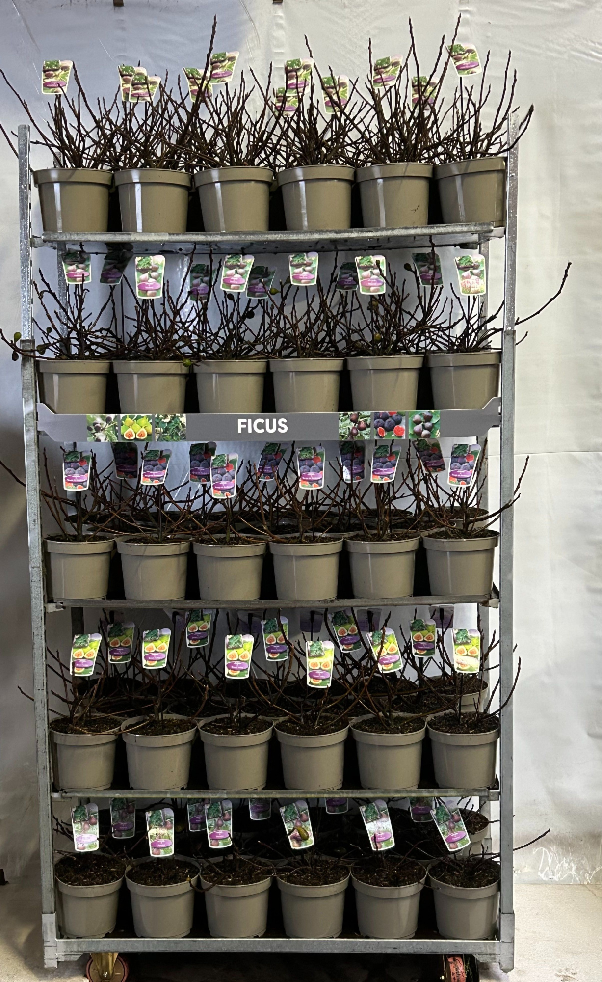 ficus carica in cultivars, D 27 cm