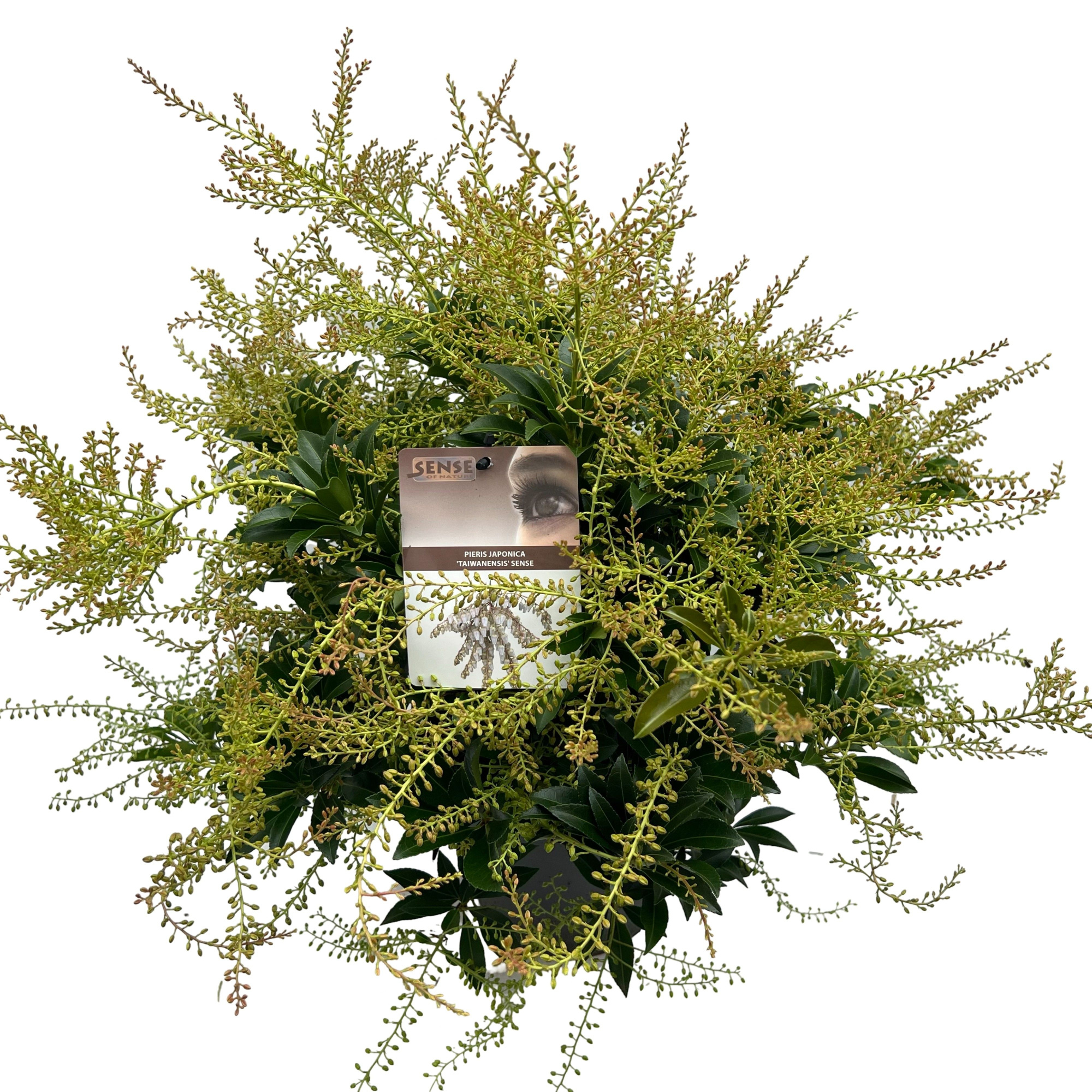 Pieris jap. 'Taiwanensis' sense, D 23 cm