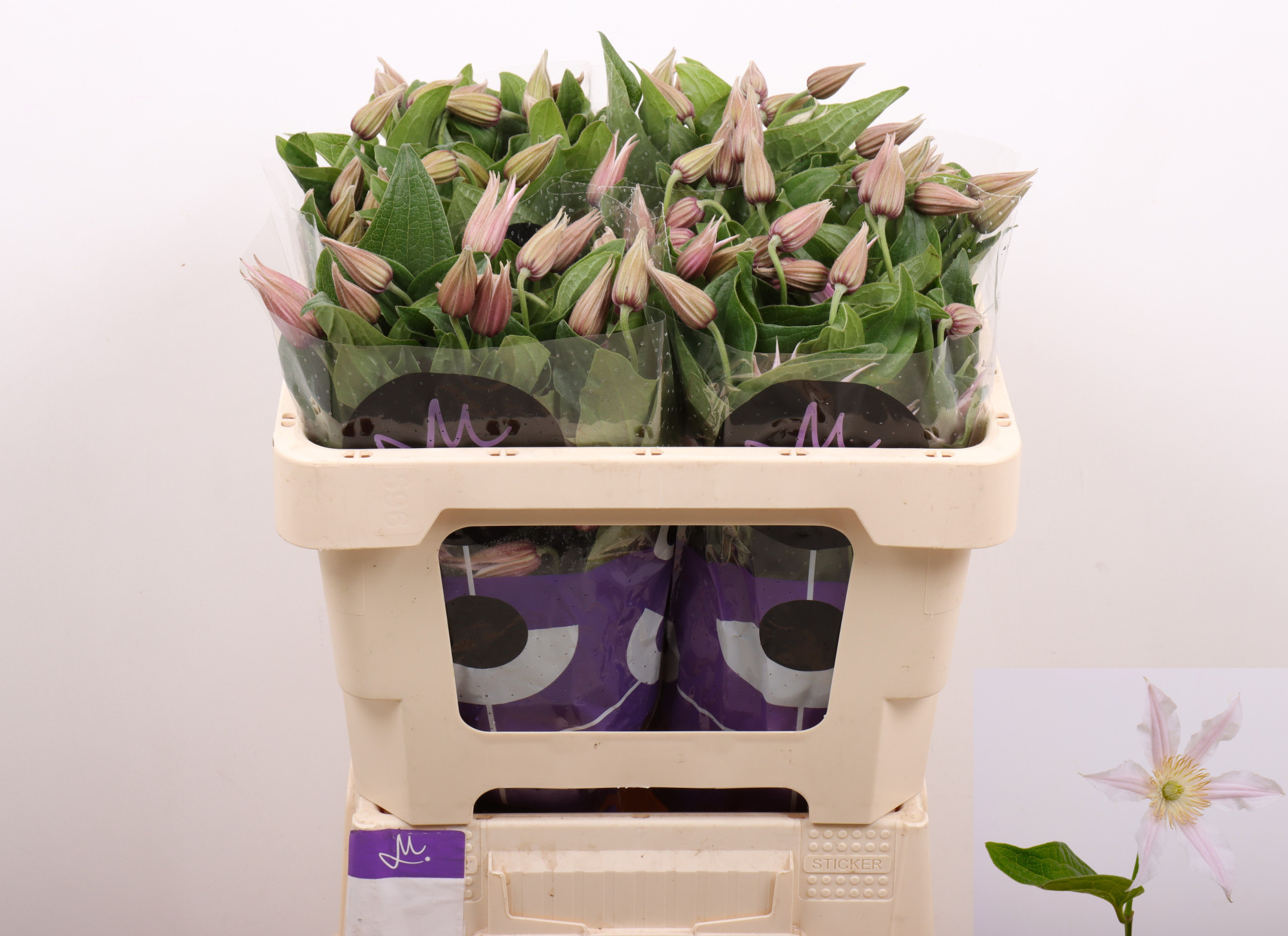 Клематис Эмейзин Канзас 50, шт.