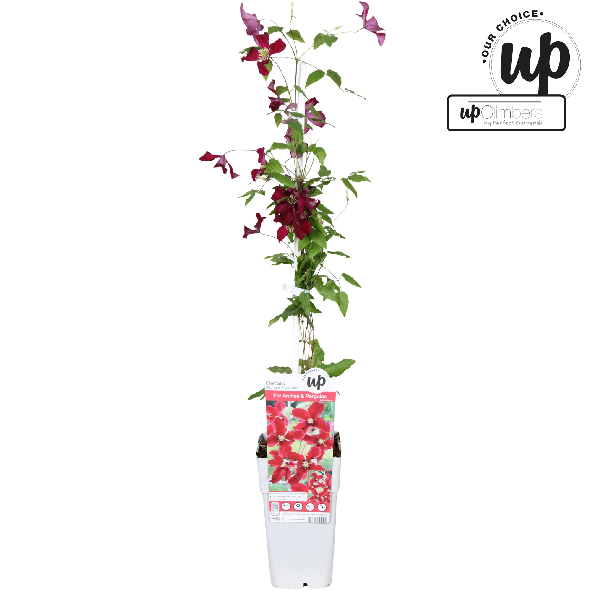 Clematis Strong and Easy Red - Vitiwester P15, D 15 cm