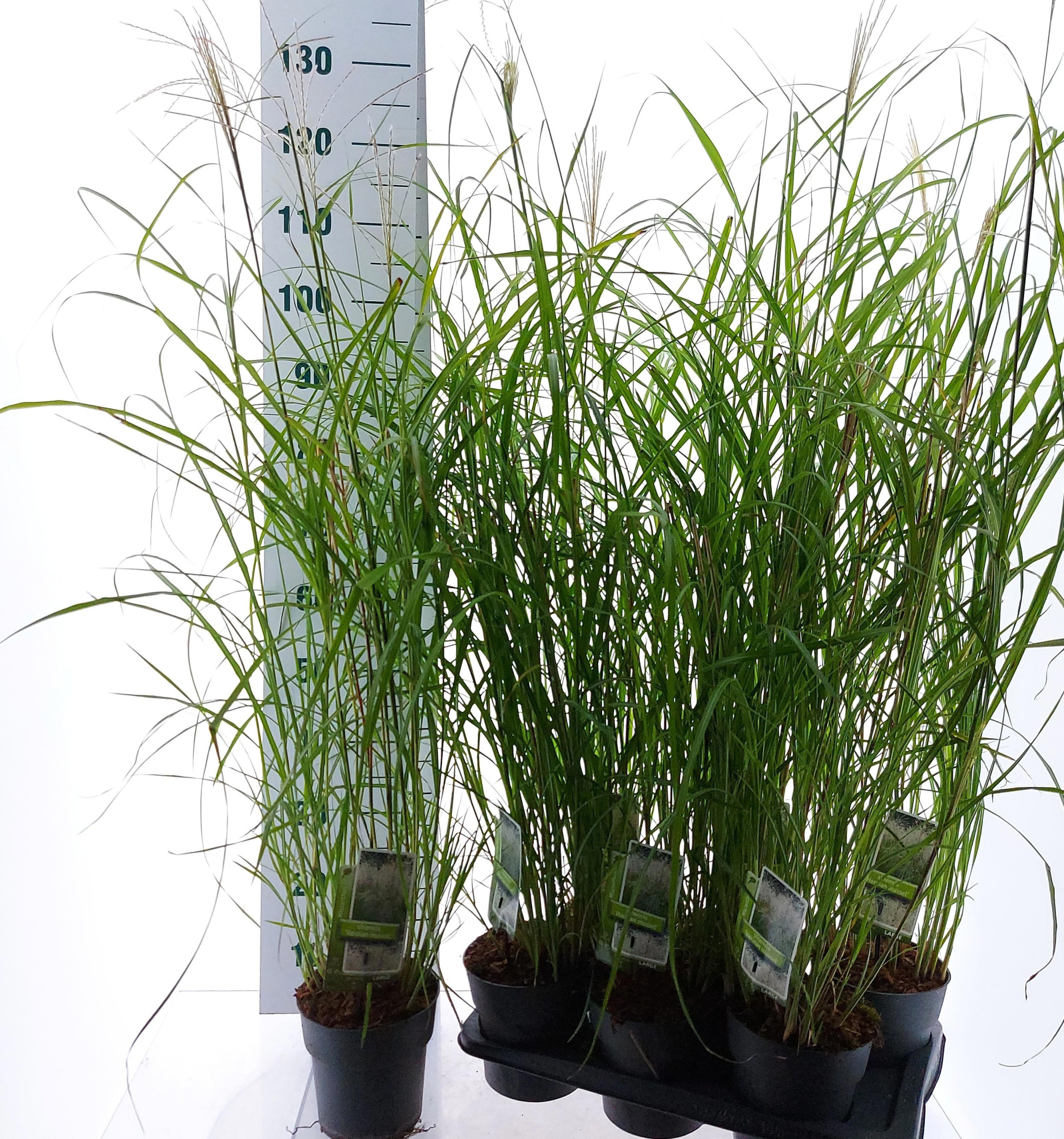 Miscanthus sin. 'Herman Mussel', D 17 cm