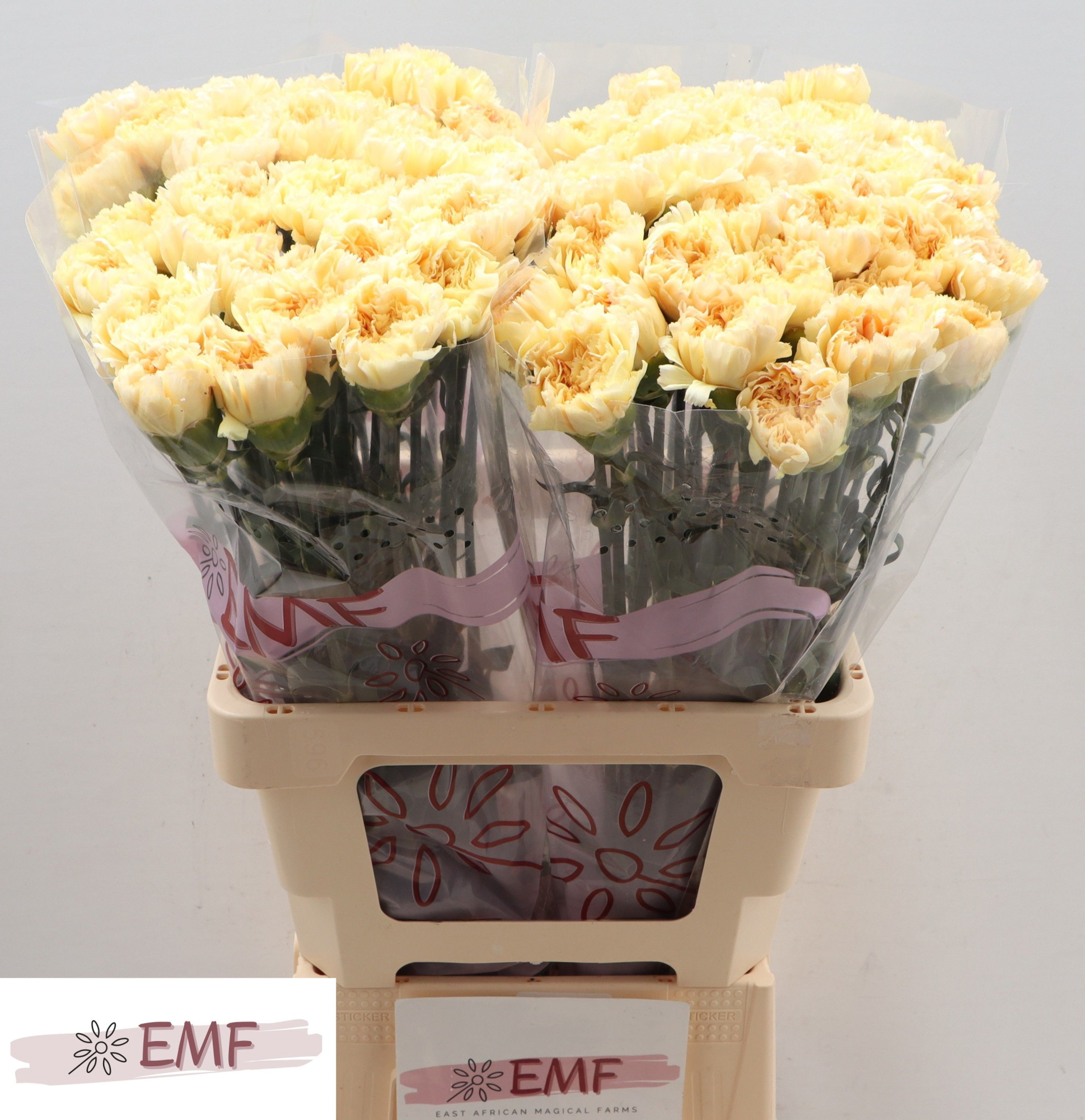 Диантус од. Наталия, шт.