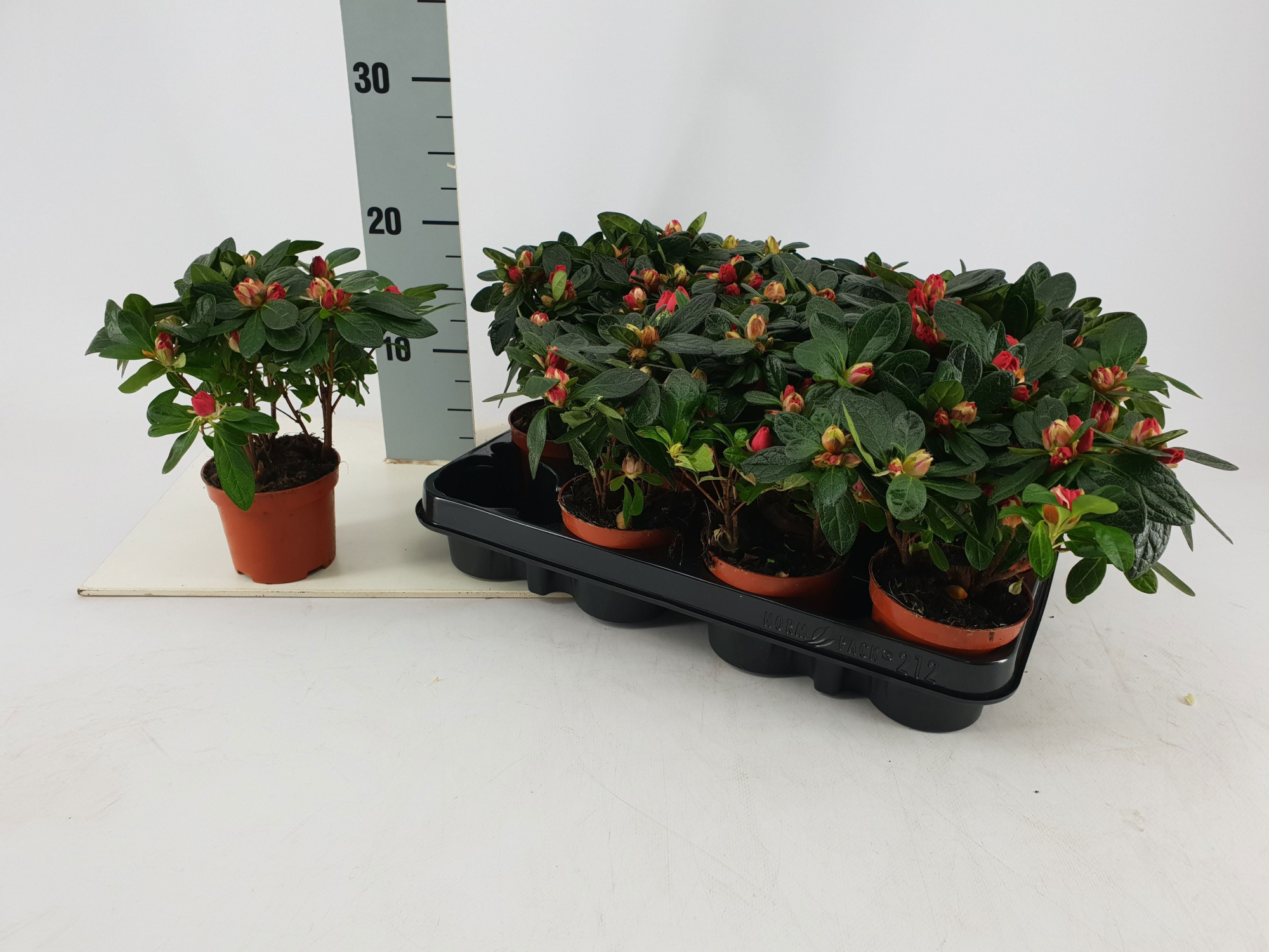 Azalea 9 cm rood, D 9 cm