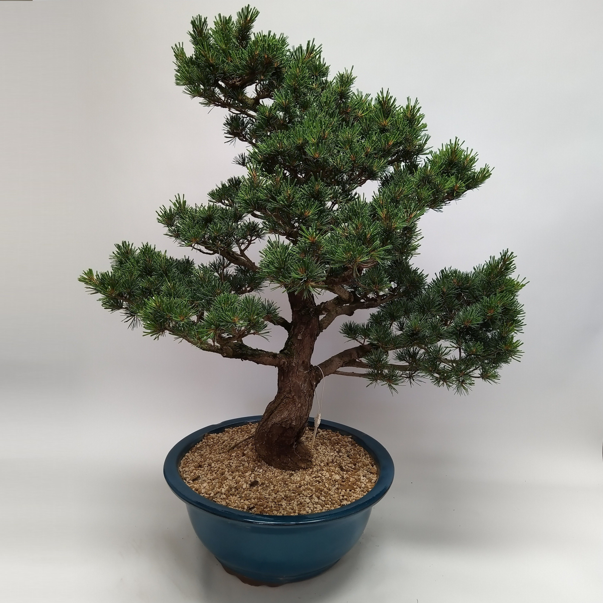 Pinus Parviflora Bonsai 'B9' 40 cm (herkomst: Japan), D 40 cm
