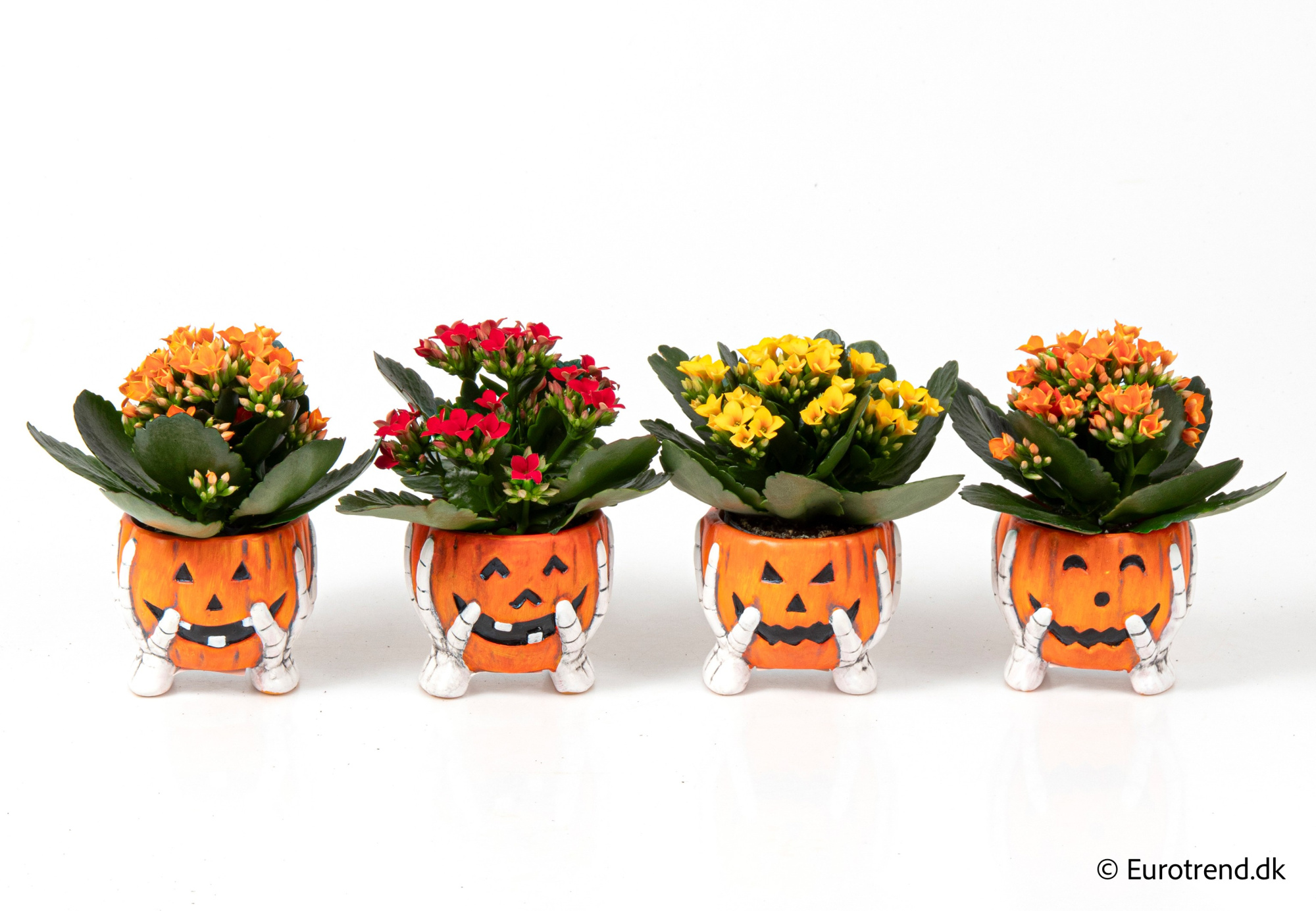 Kalanchoe in Halloween ceramic 2025, D 6 cm