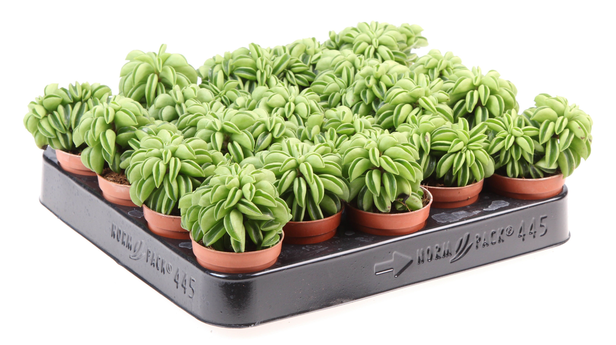 Peperomia Happy Bean, D 5,5 cm