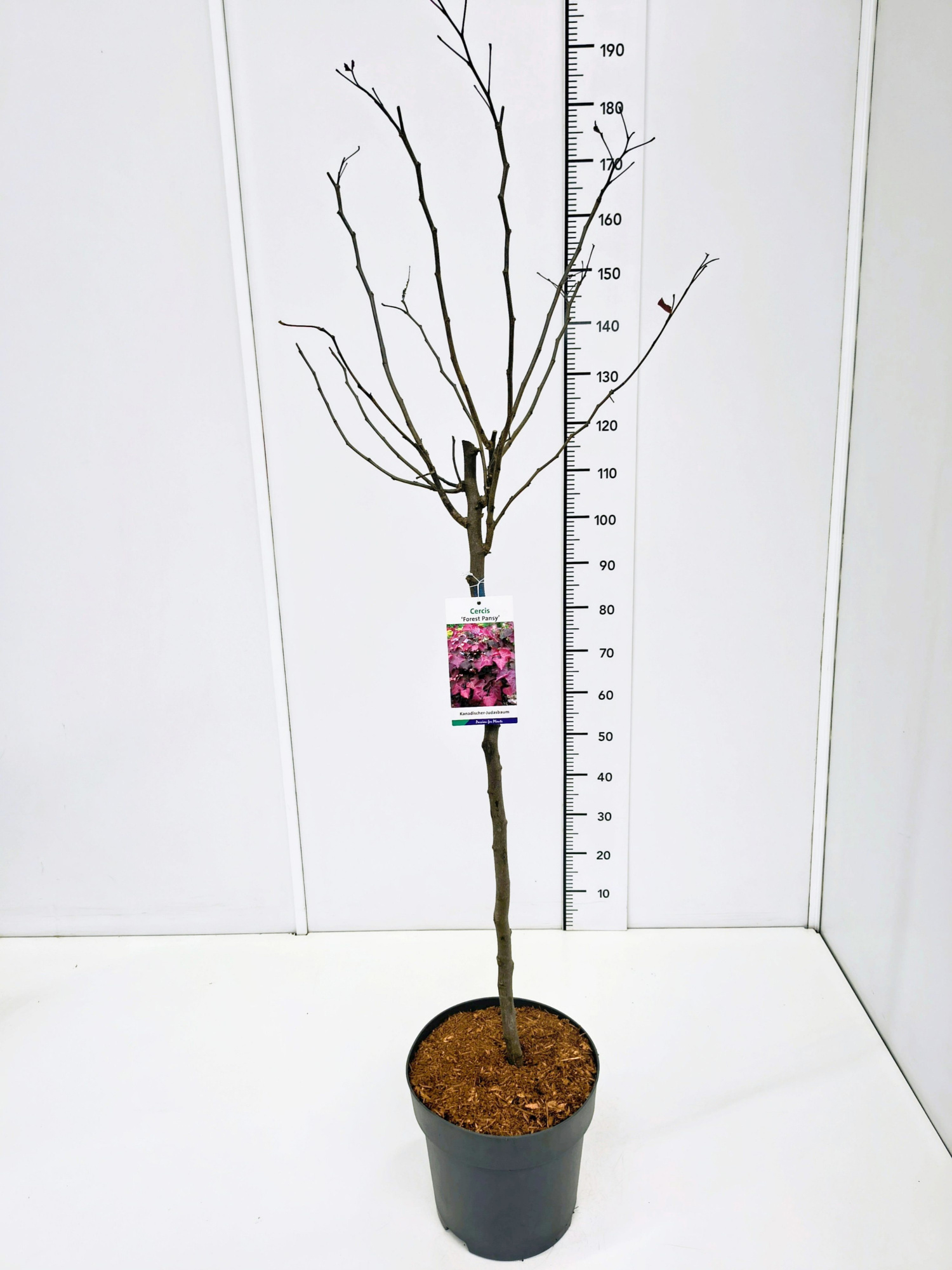 Cercis can. 'Forest Pansy' 90CMSTC12, D 30 cm