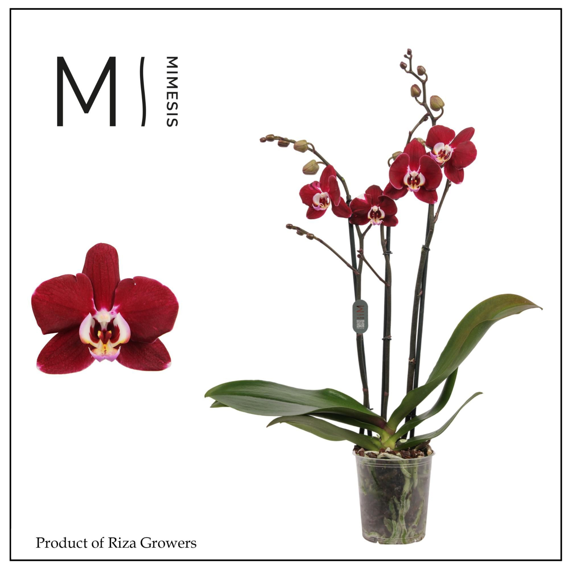 Phalaenopsis Magdalena 3 spike - 12cm | Mimesis, D 12 cm