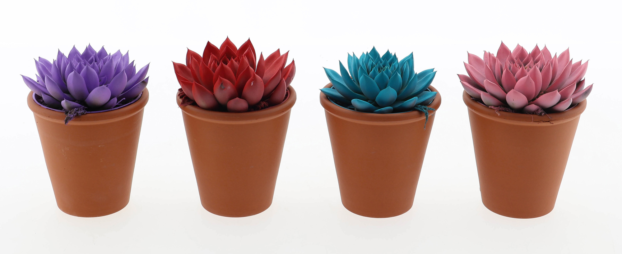 Rainbow mix in rozenpot, D 8,5