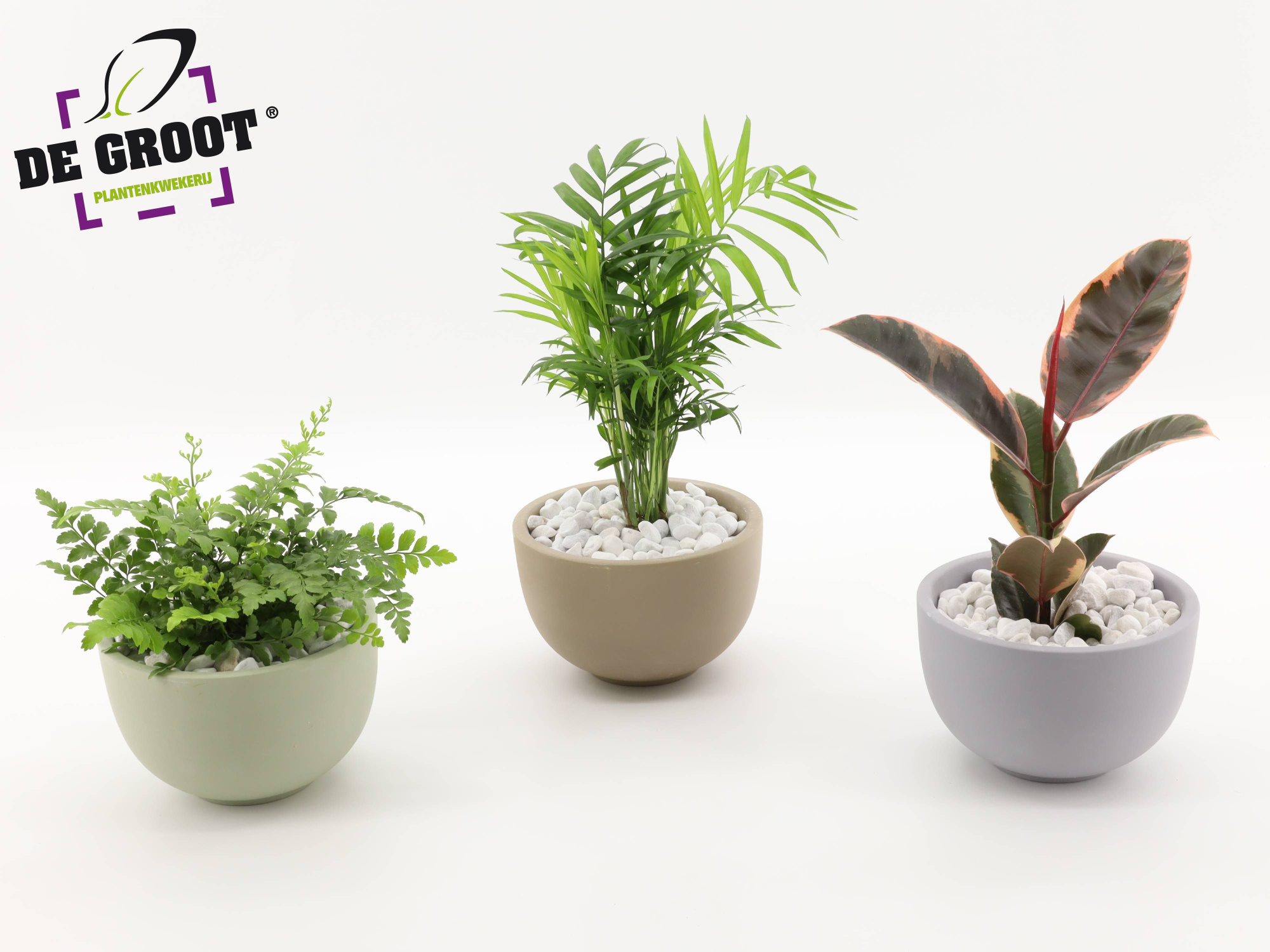 Arrangement gemengd in schaal, D 19 cm