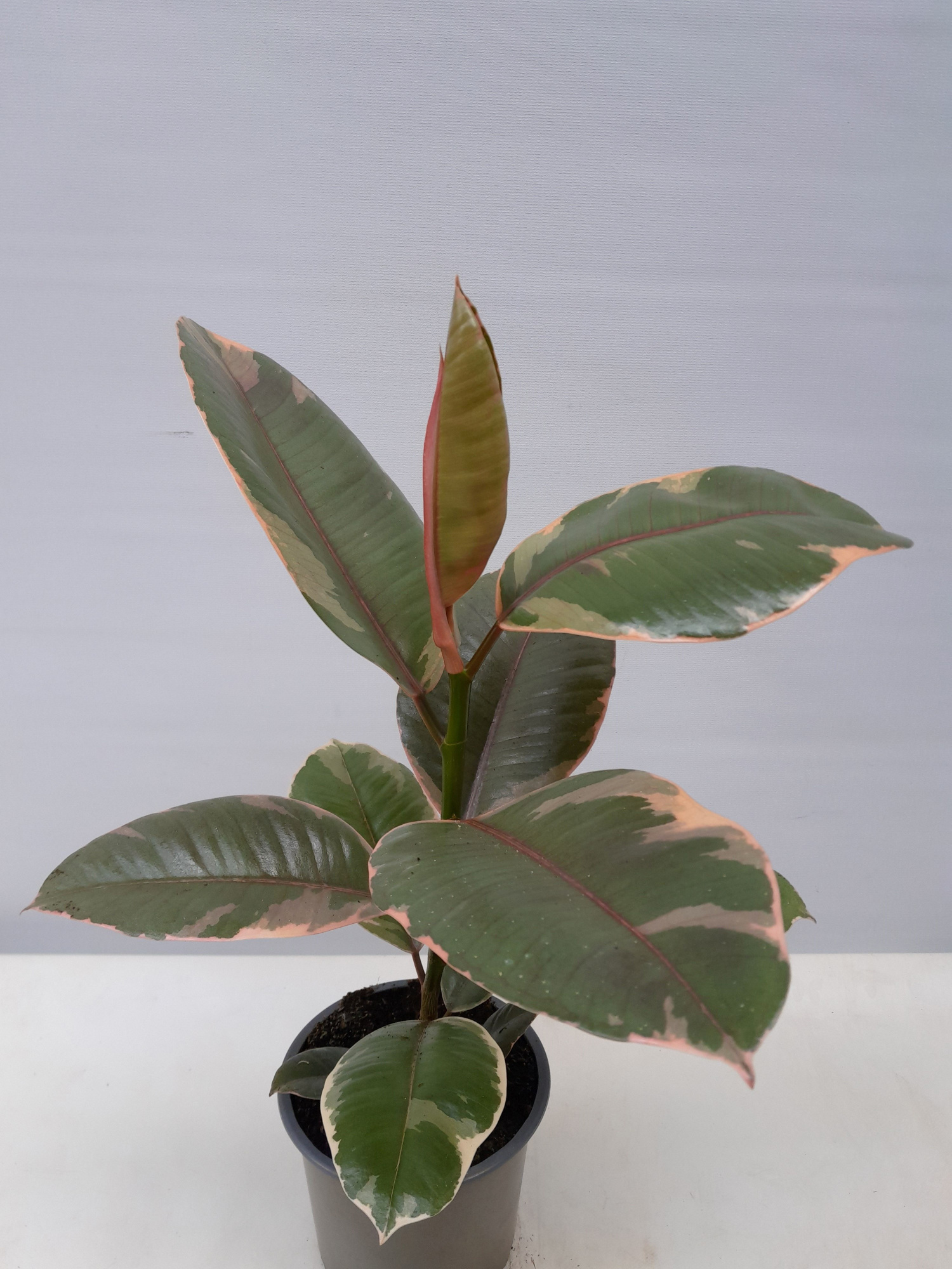 FICUS ELASTICA 'BELIZE', D 12 cm