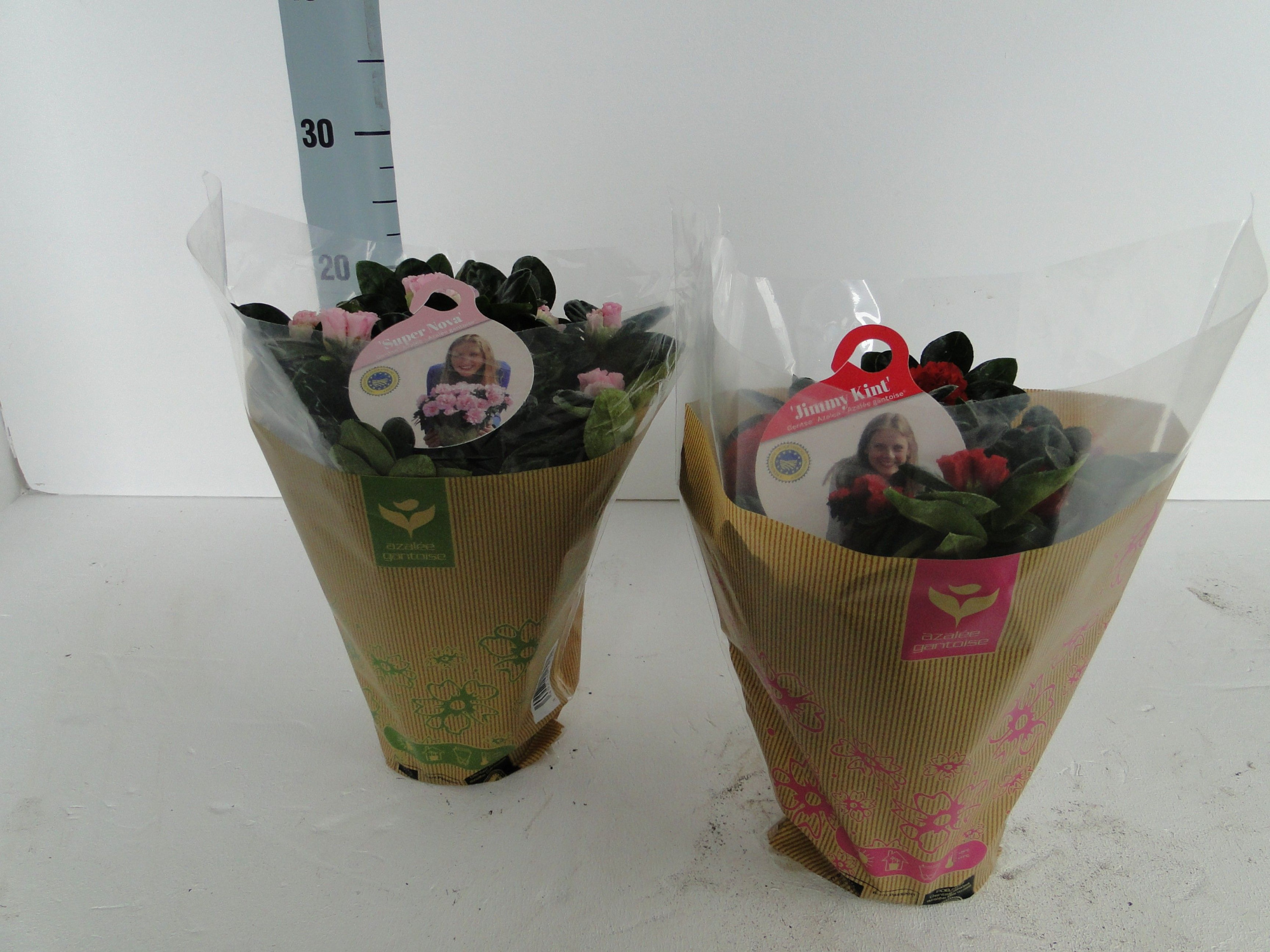 GHENT AZALEA YOUNG STARS POT 12 KRAFTHOES, D 12 cm