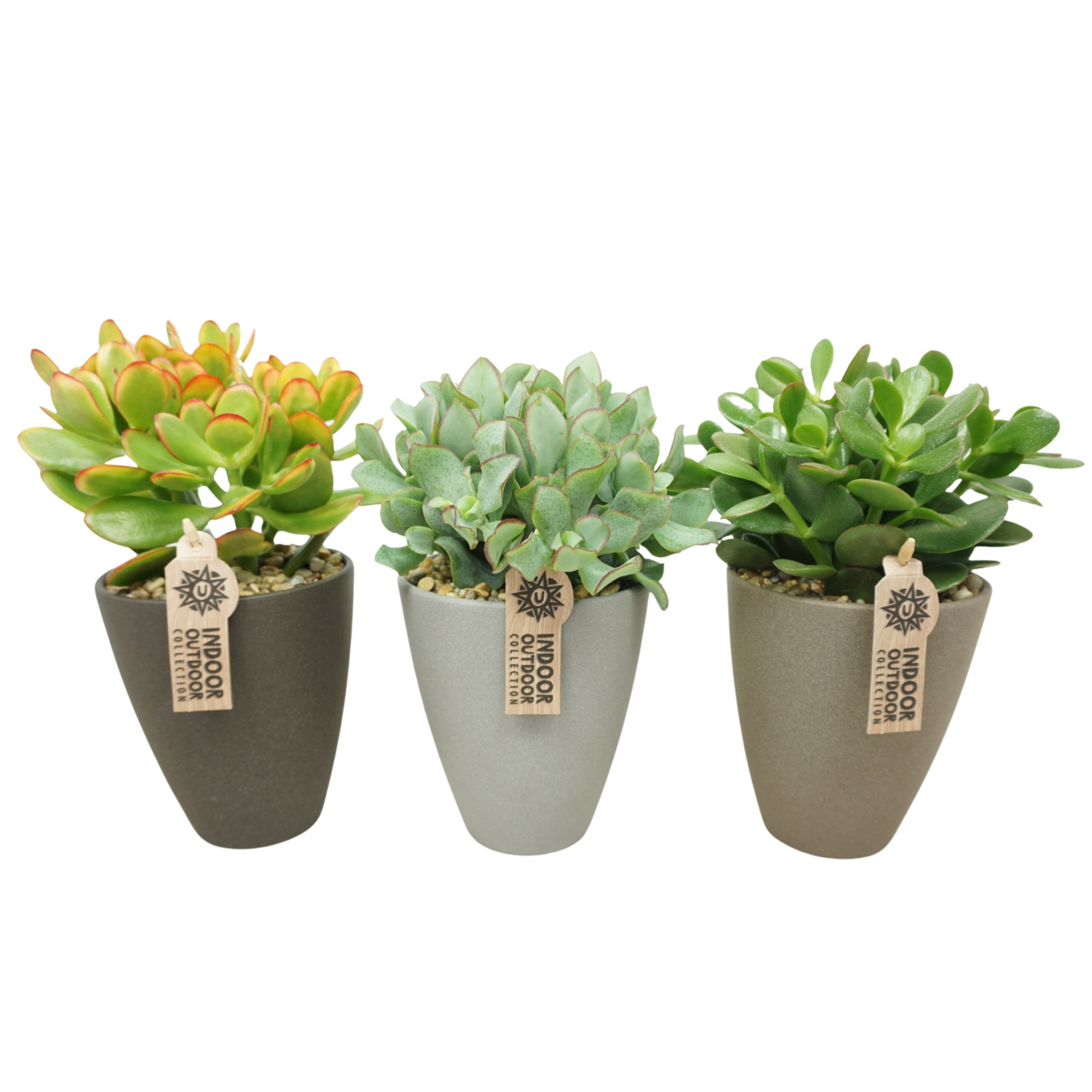 Crassula mix in 13 cm hoge vaaspot met grind (3 assorti), D 13 cm