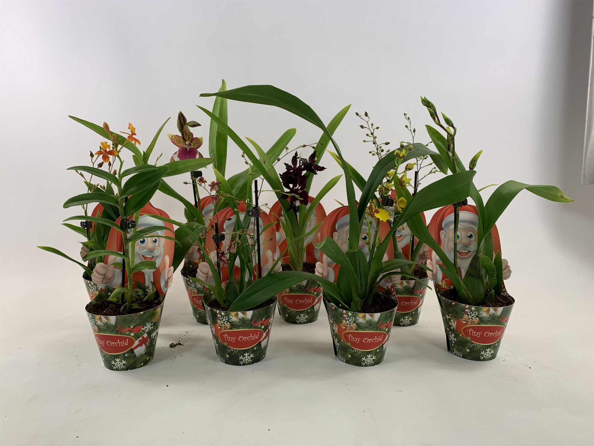 Tiny Orchid in Kerst coverpot, D 8 cm