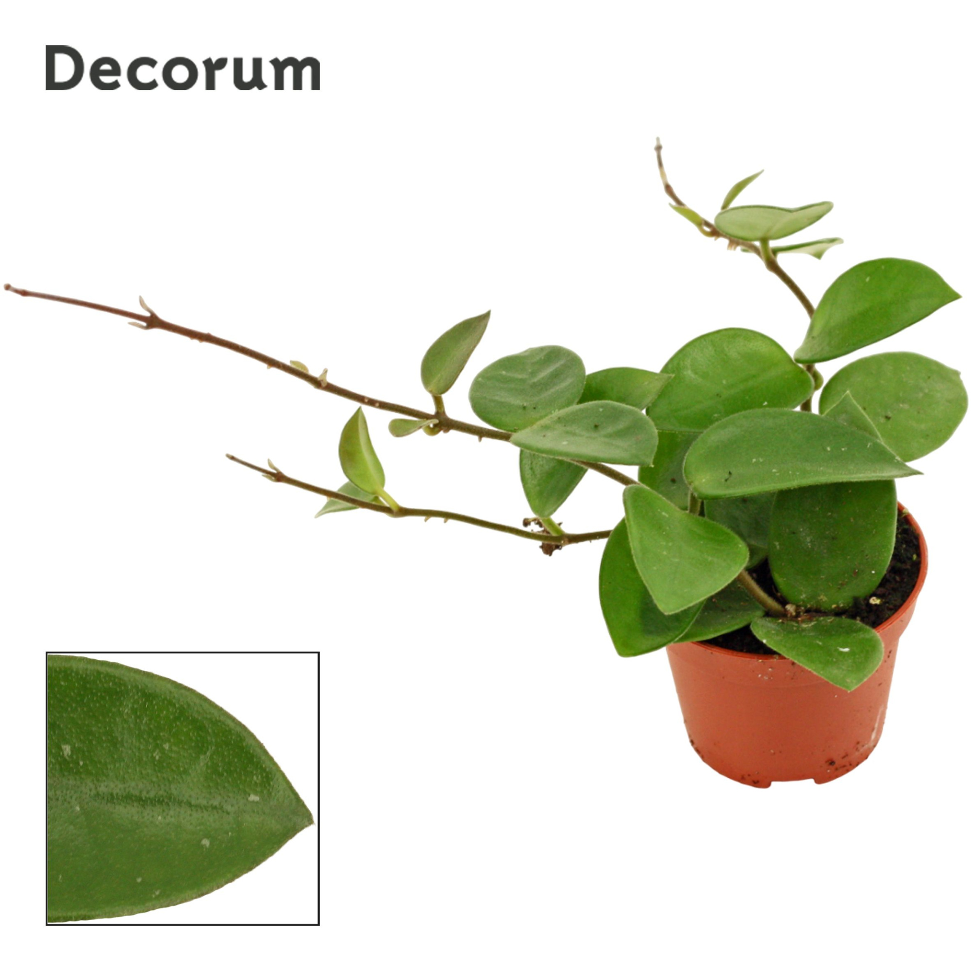 Hoya 6 cm CV Chouke Decorum, D 6 cm