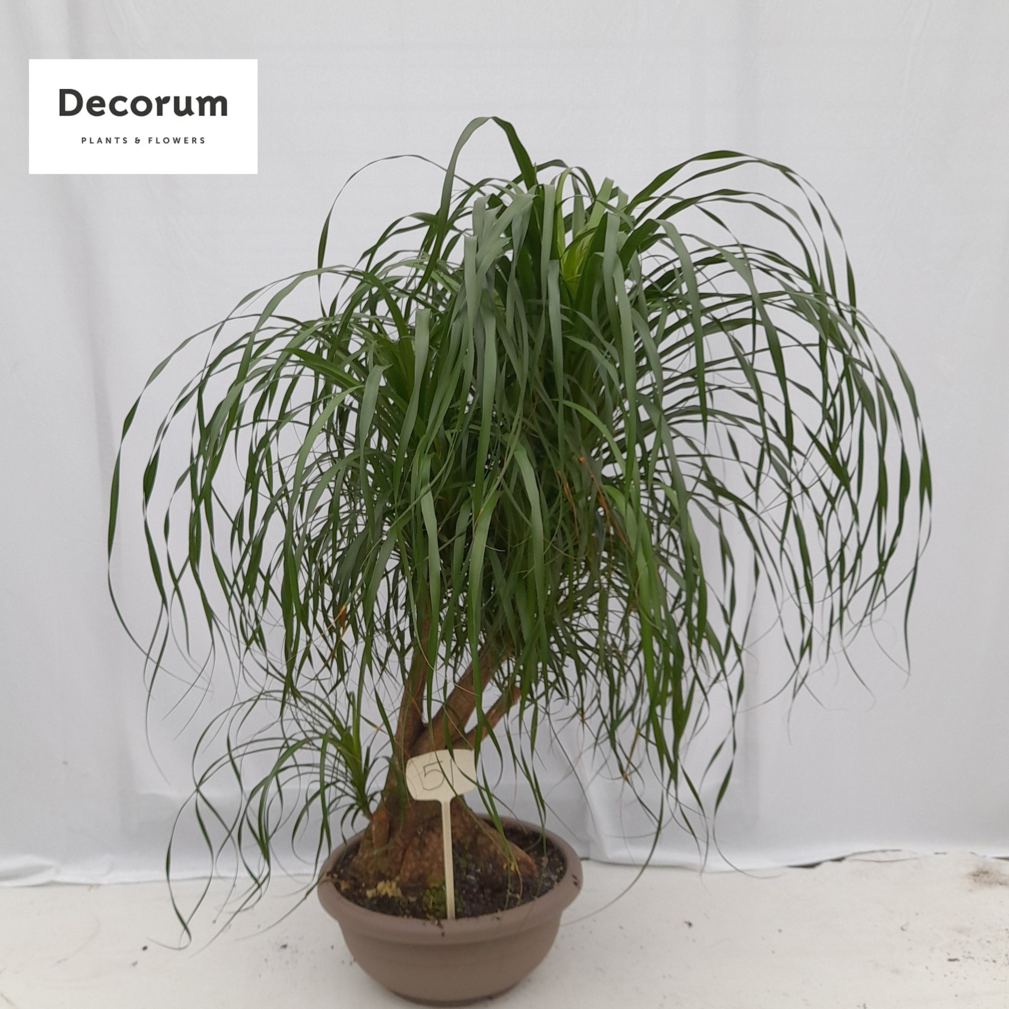 Beaucarnea vertakt op nummer 51, D 45